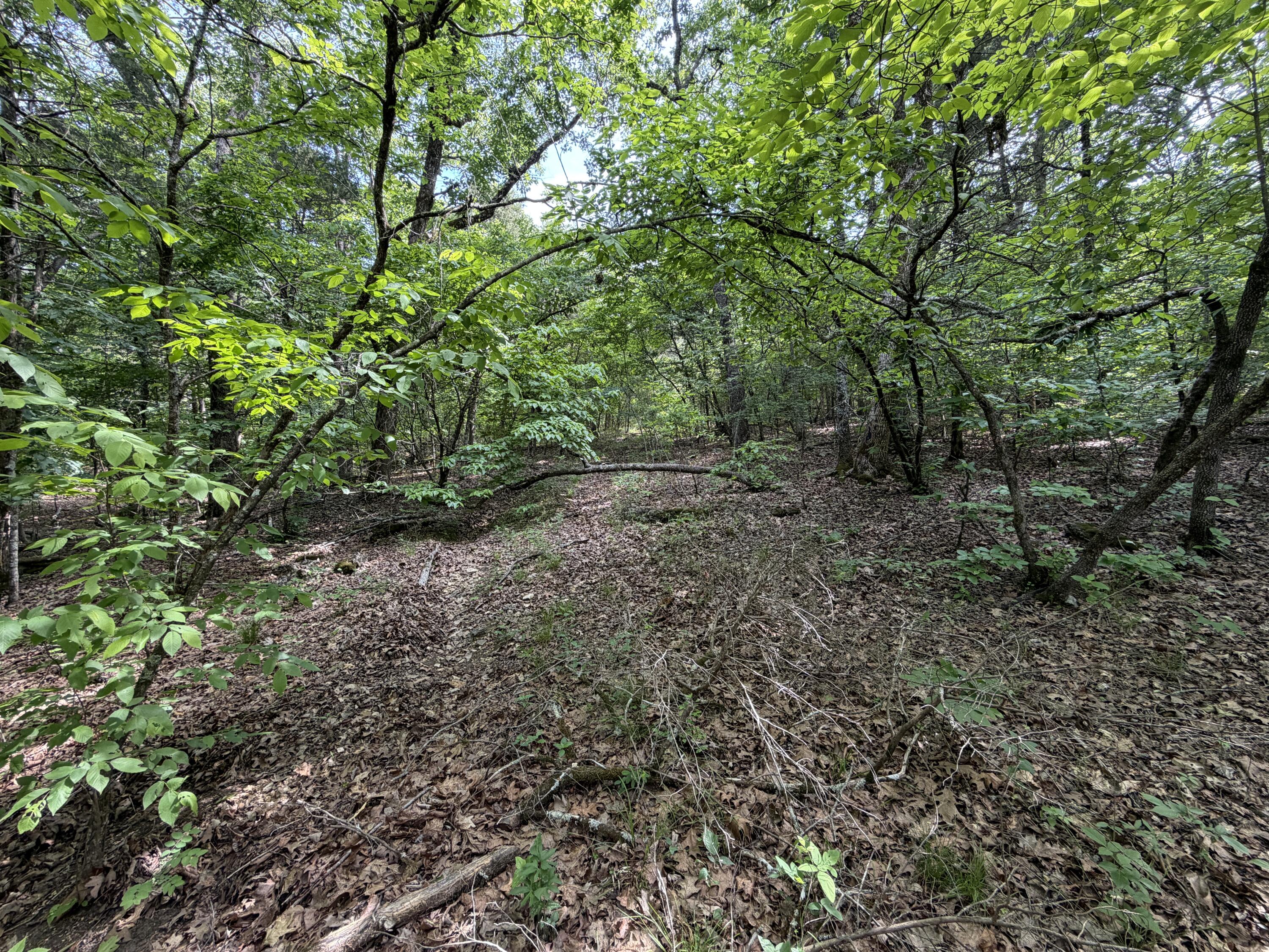 Photo 7 - Land for sale – 000  Moore Bend Road  Cedarcreek, MO