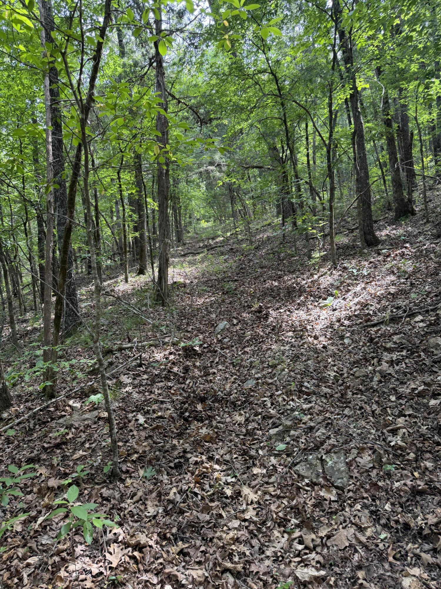 Photo 15 - Land for sale – 000  Moore Bend Road  Cedarcreek, MO