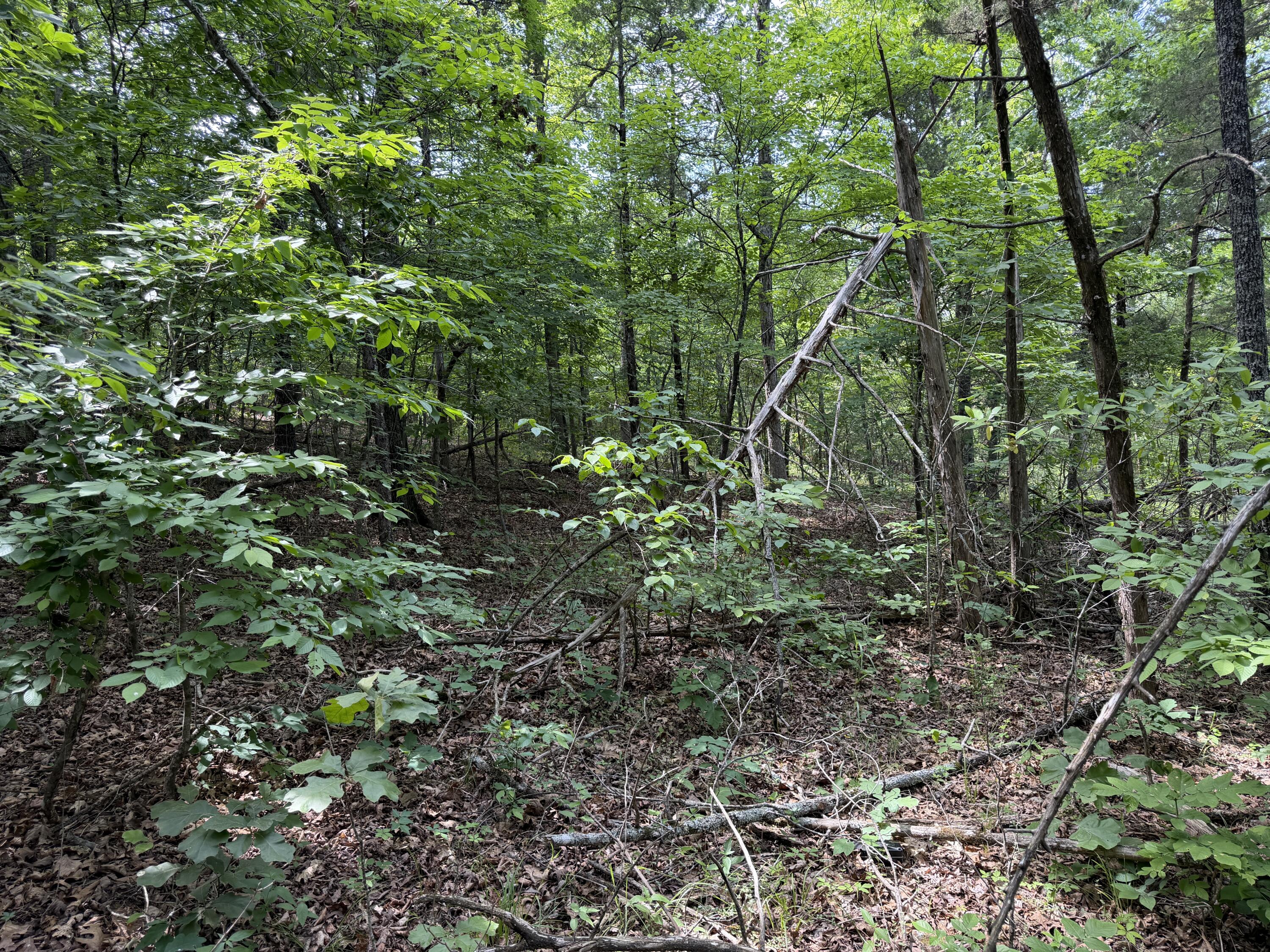 Photo 13 - Land for sale – 000  Moore Bend Road  Cedarcreek, MO