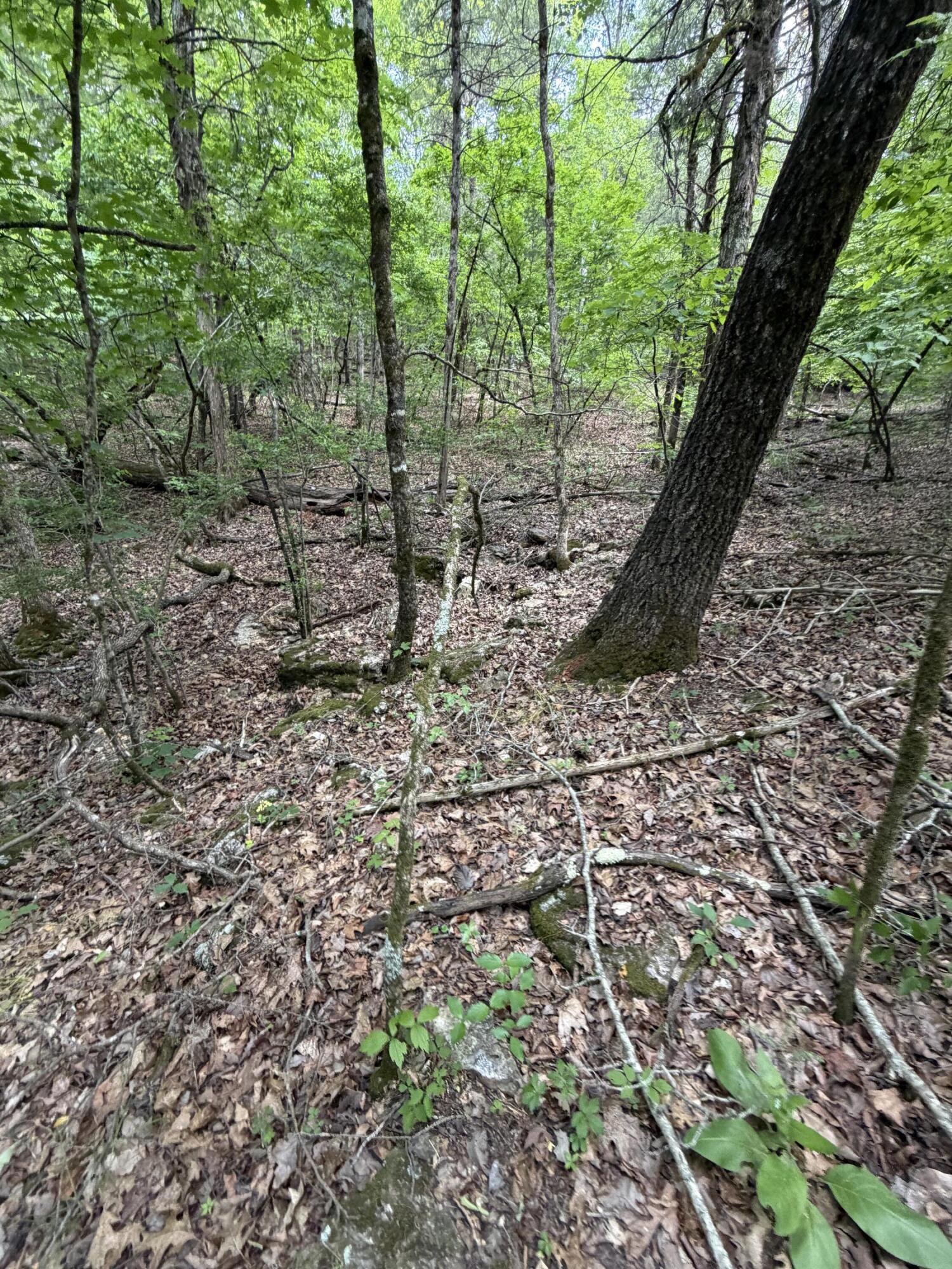 Photo 16 - Land for sale – 000  Moore Bend Road  Cedarcreek, MO