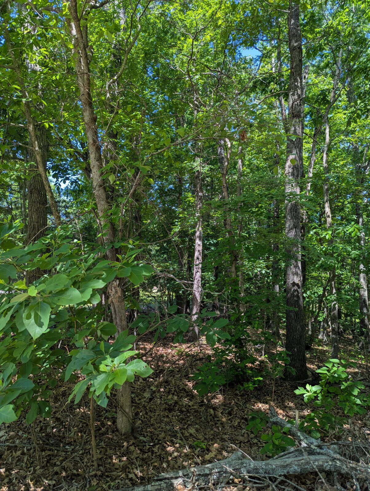 Land for sale – 000 Fine Drive Galena, MO