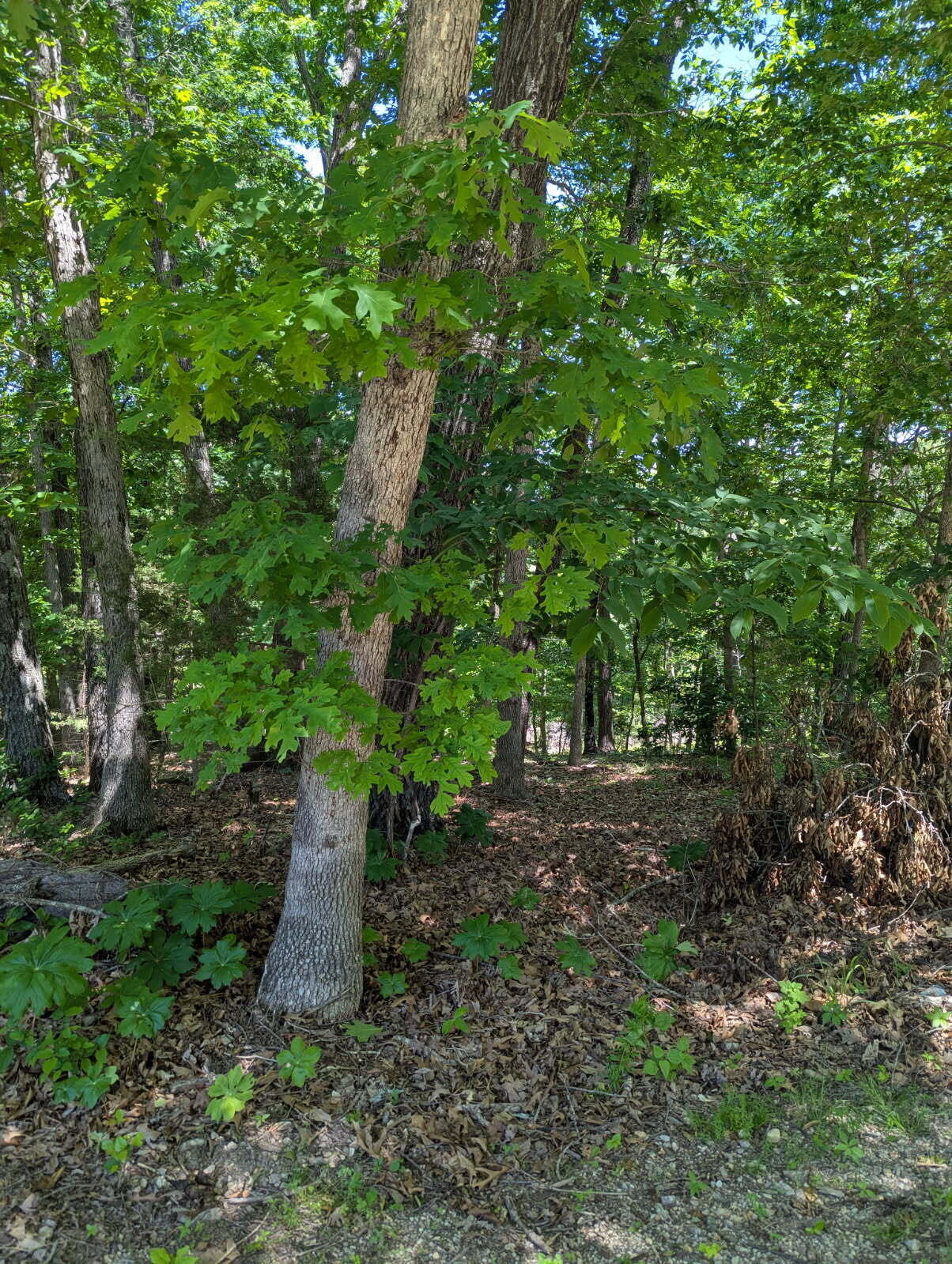 Photo 3 - Land for sale – 000  Fine Drive   Galena, MO