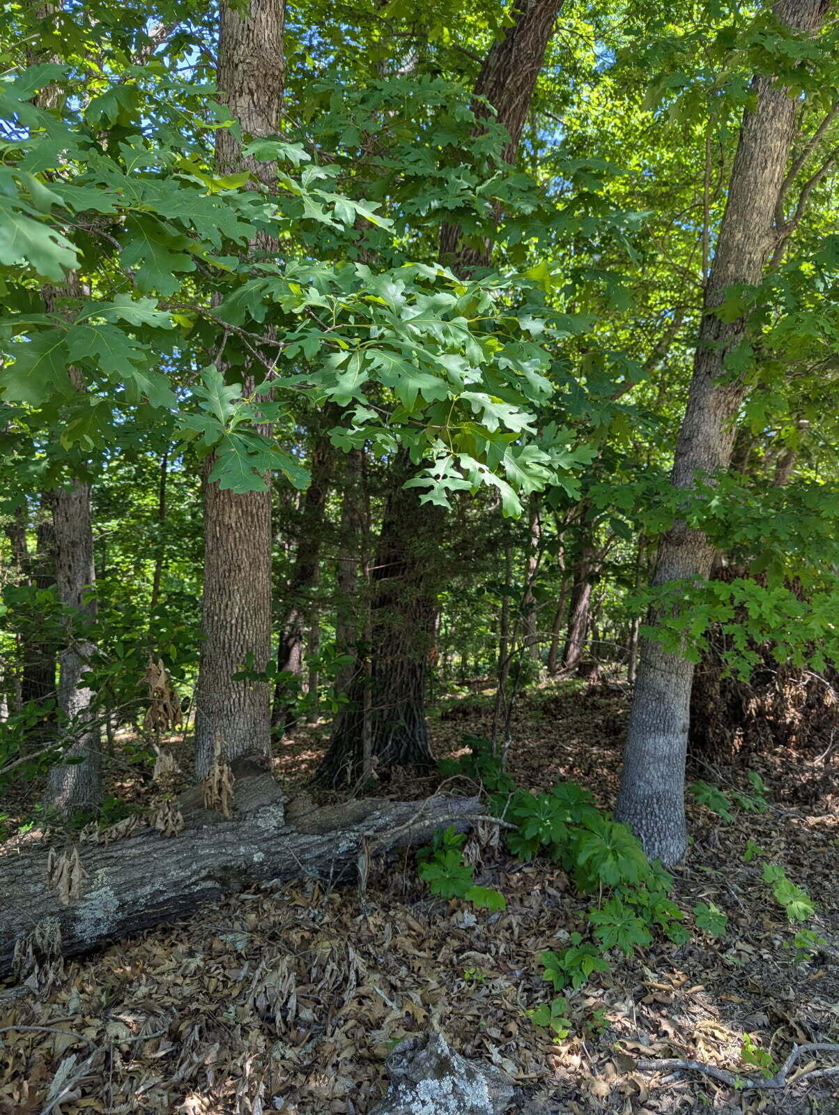 Photo 6 - Land for sale – 000  Fine Drive   Galena, MO