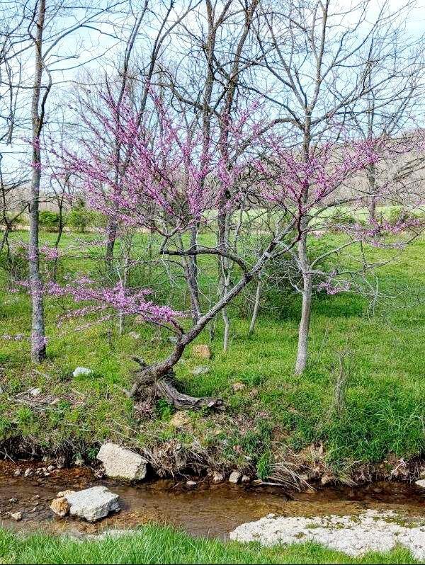 Photo 2 - Land for sale – 2670  County Road 132   Wasola, MO