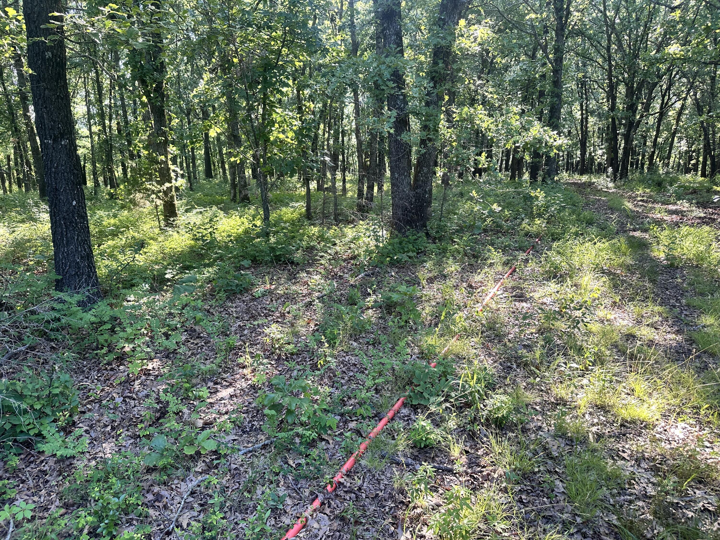 Photo 13 - Land for sale – 14188  County Road 195   Wheatland, MO