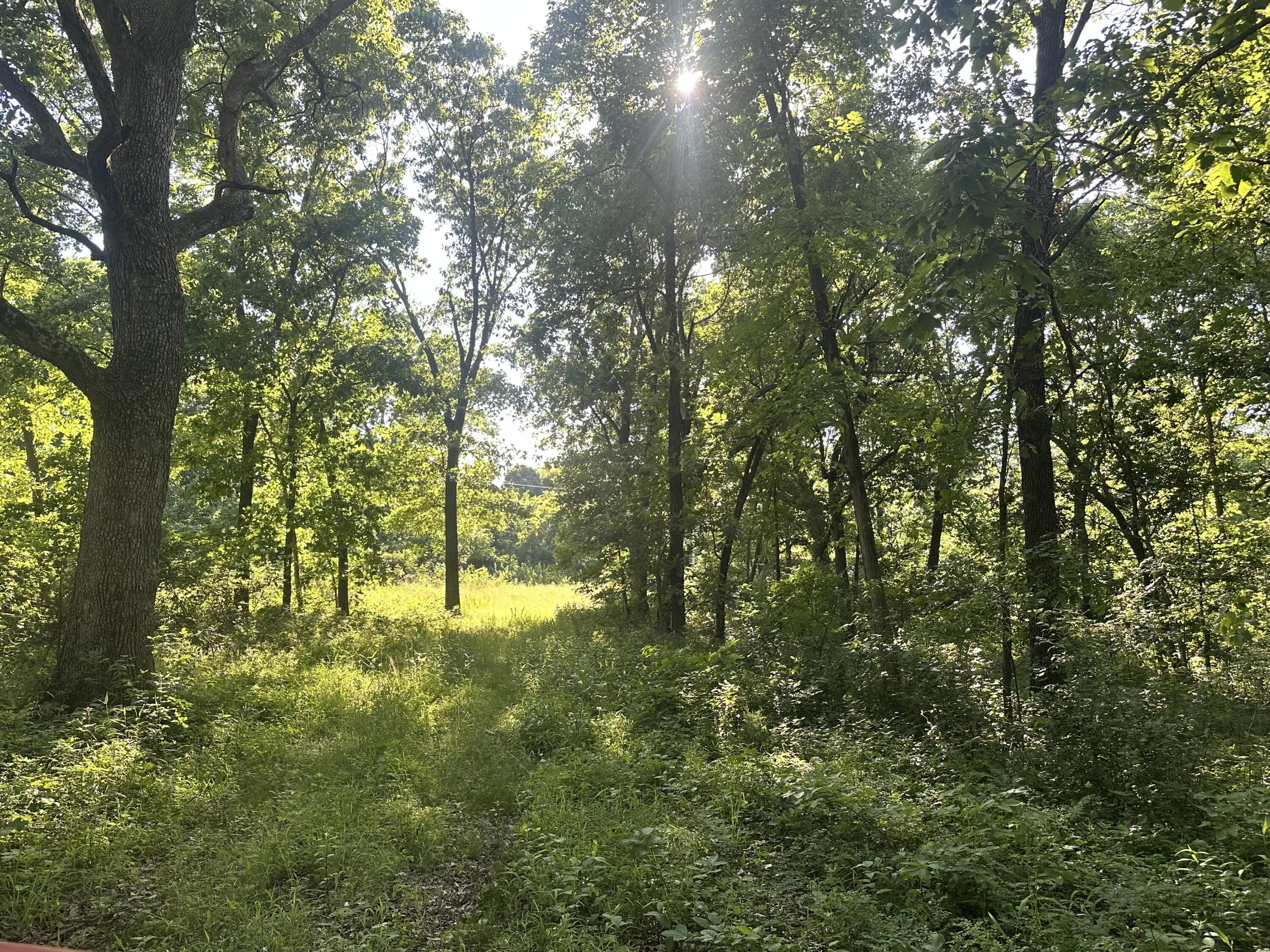 Photo 11 - Land for sale – 14188  County Road 195   Wheatland, MO