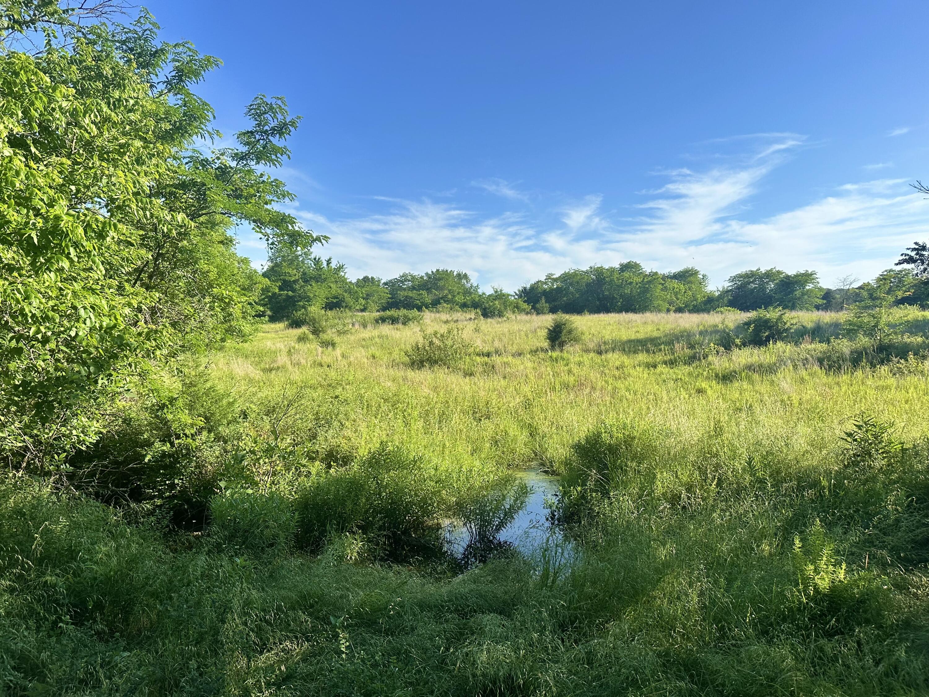 Photo 4 - Land for sale – 14188  County Road 195   Wheatland, MO