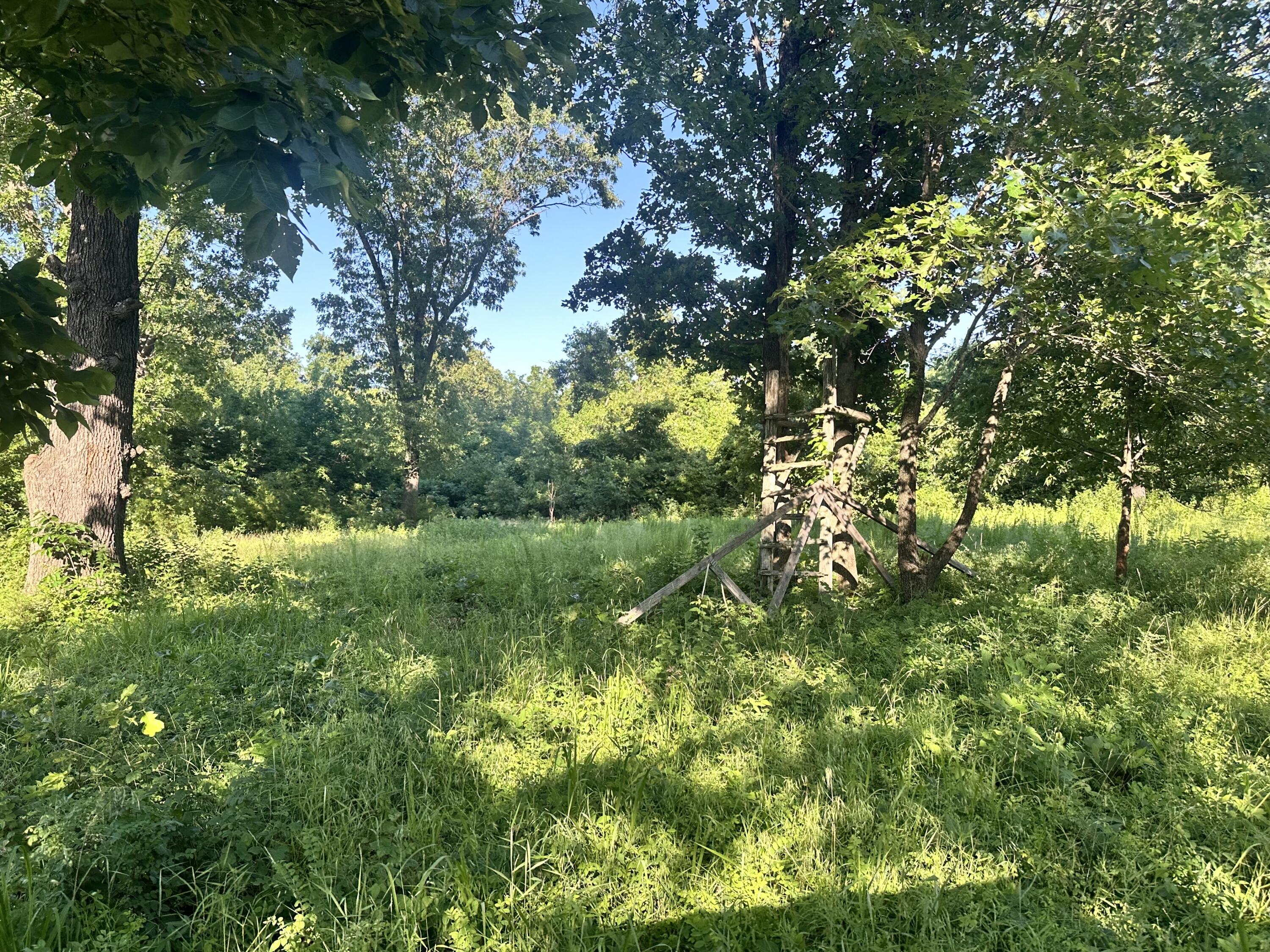 Photo 12 - Land for sale – 14188  County Road 195   Wheatland, MO