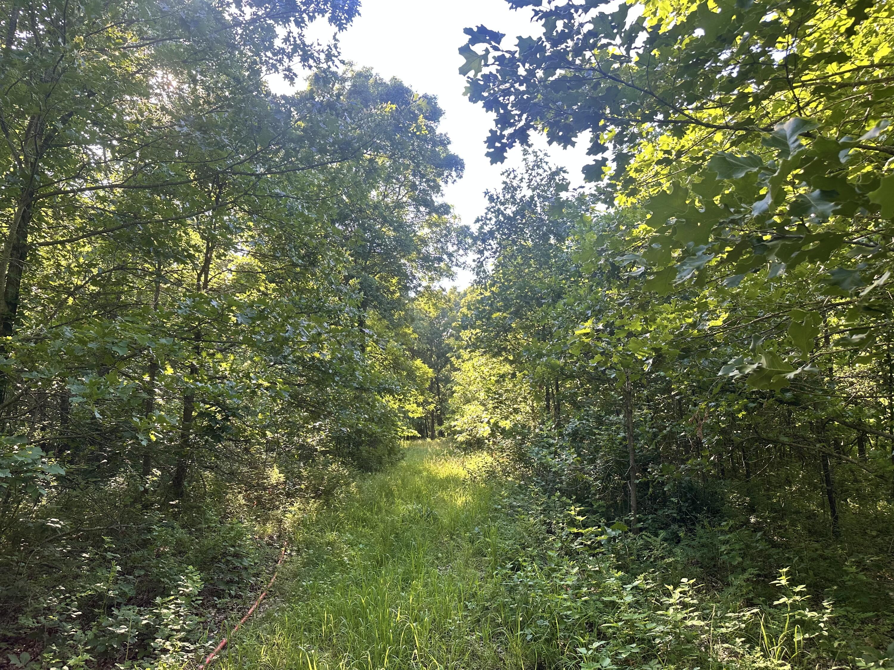 Photo 9 - Land for sale – 14188  County Road 195   Wheatland, MO