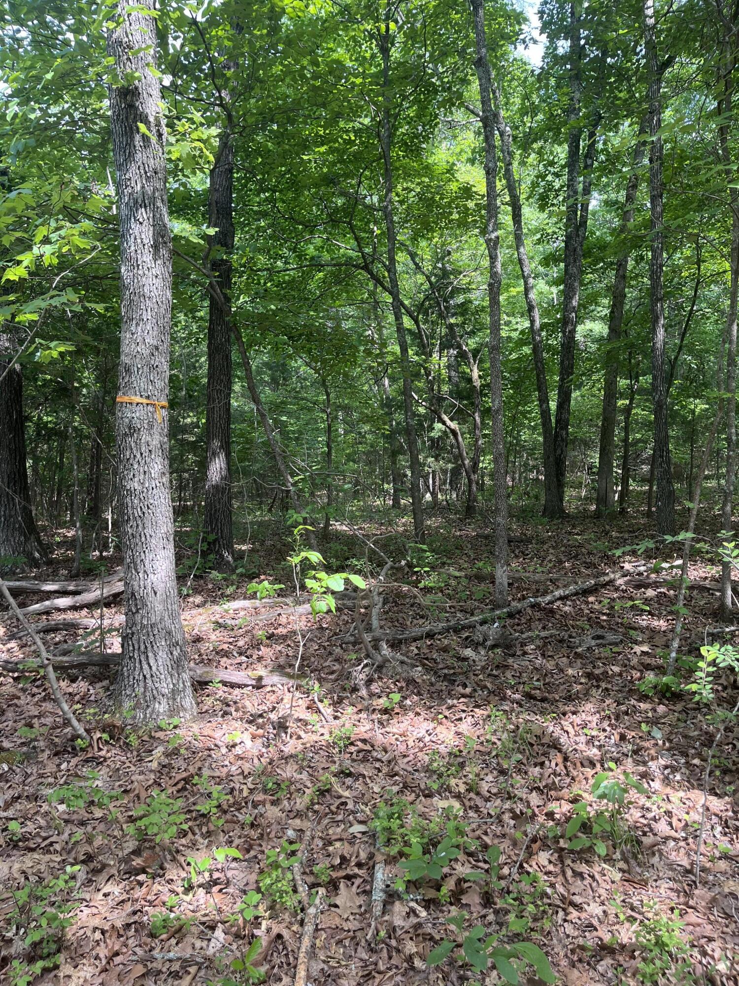 Photo 10 - Land for sale – 000  County Road C-228   Norwood, MO
