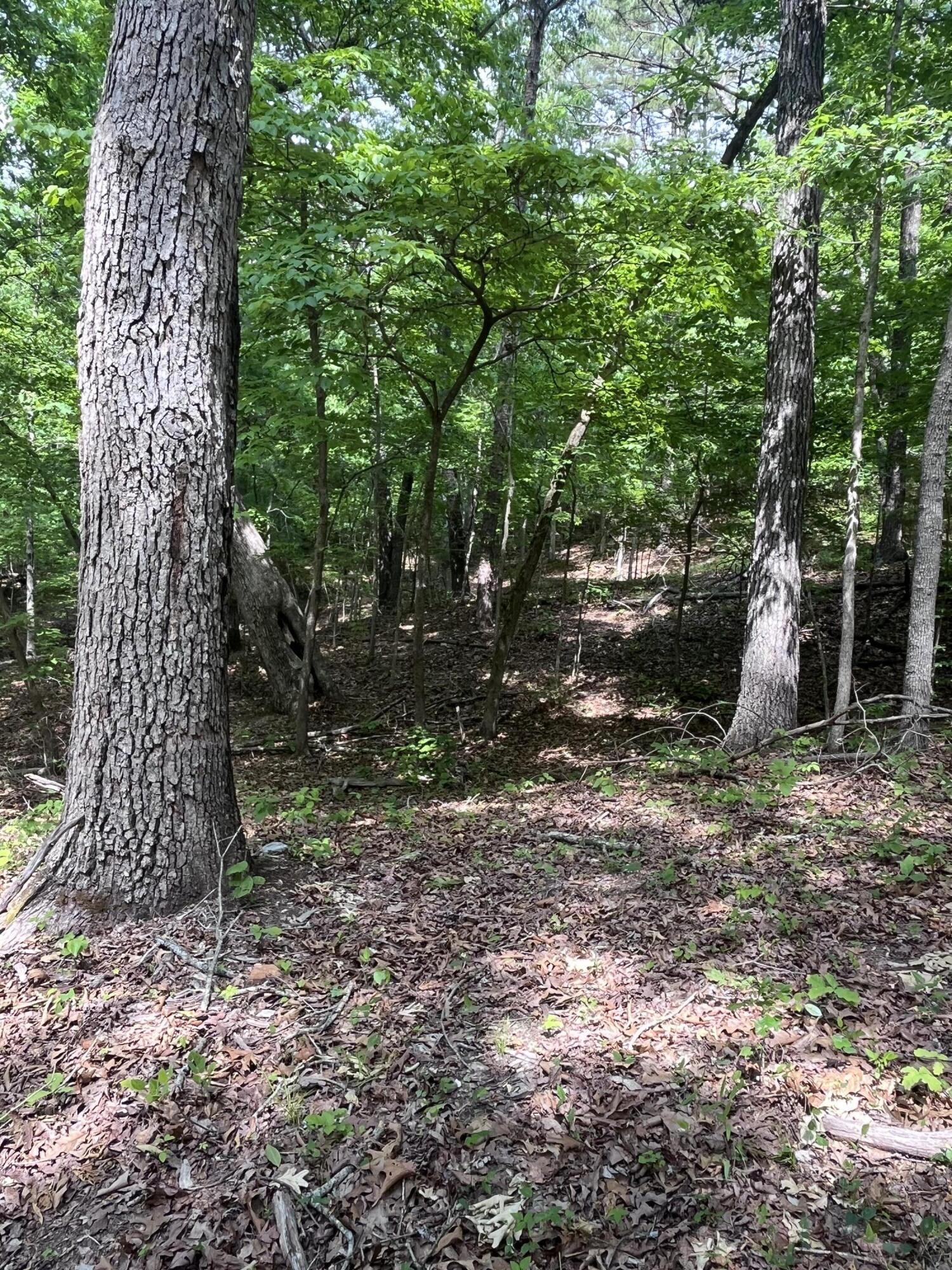 Photo 8 - Land for sale – 000  County Road C-228   Norwood, MO