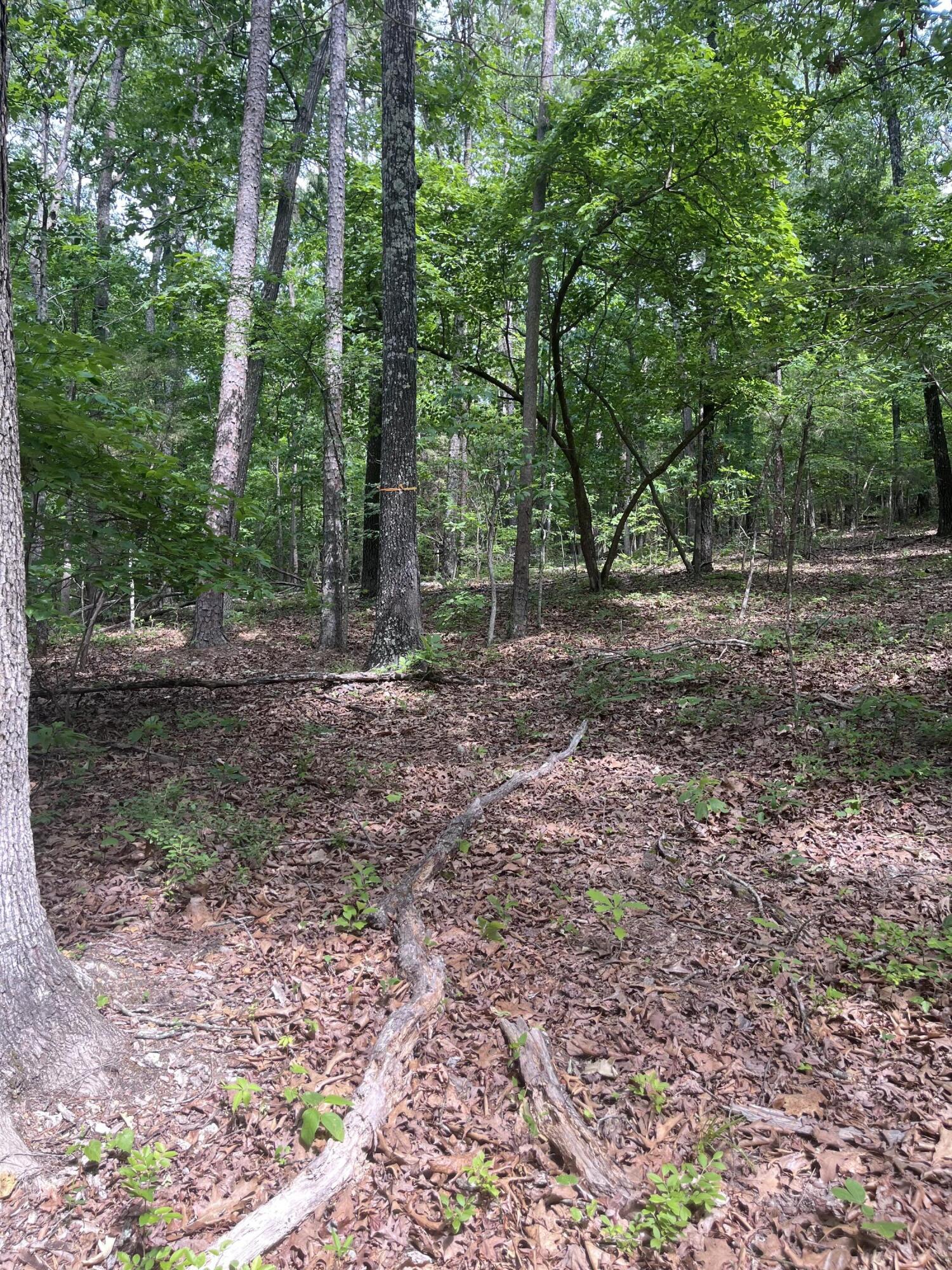Photo 9 - Land for sale – 000  County Road C-228   Norwood, MO