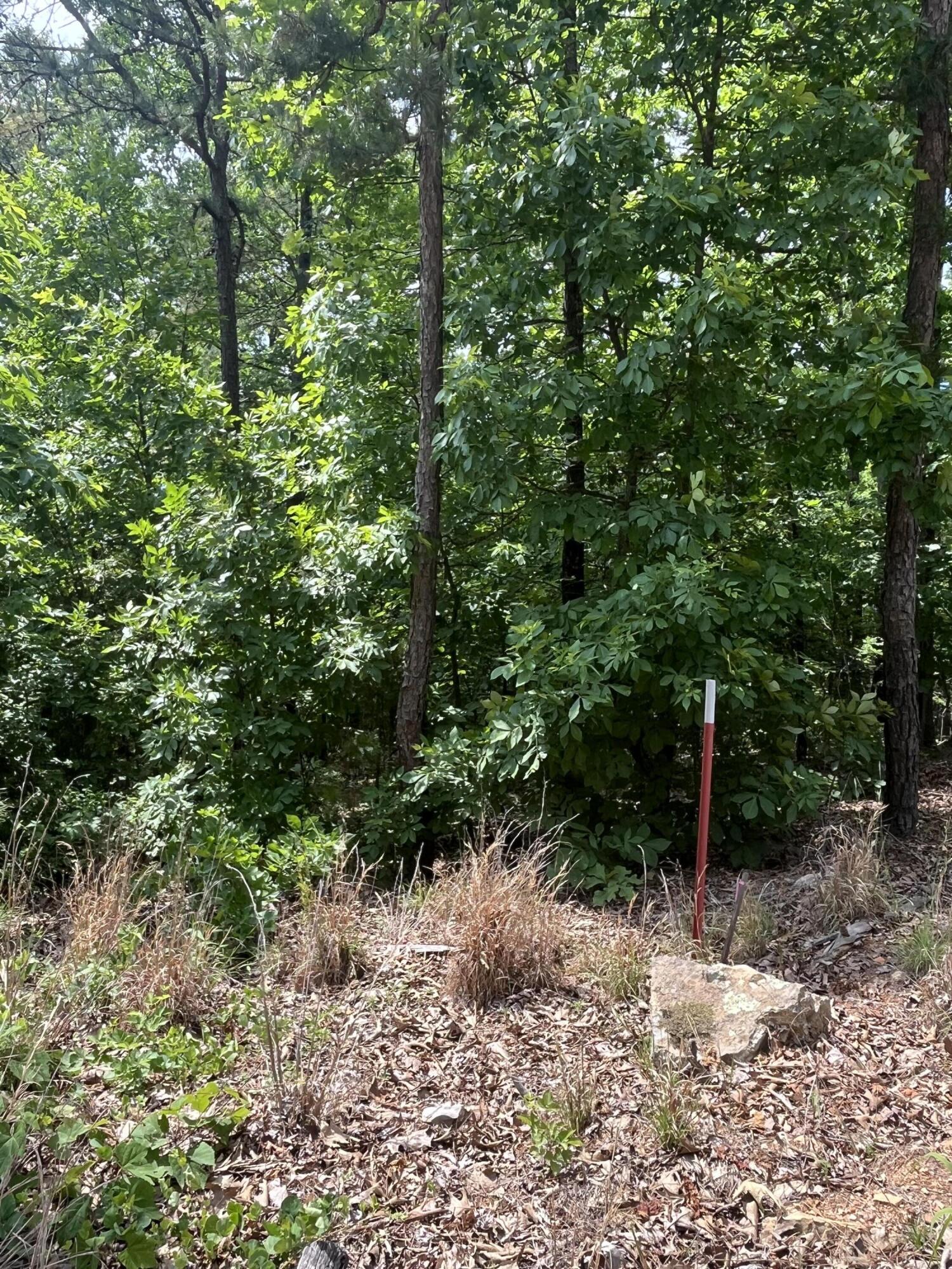 Photo 4 - Land for sale – 000  County Road C-228   Norwood, MO