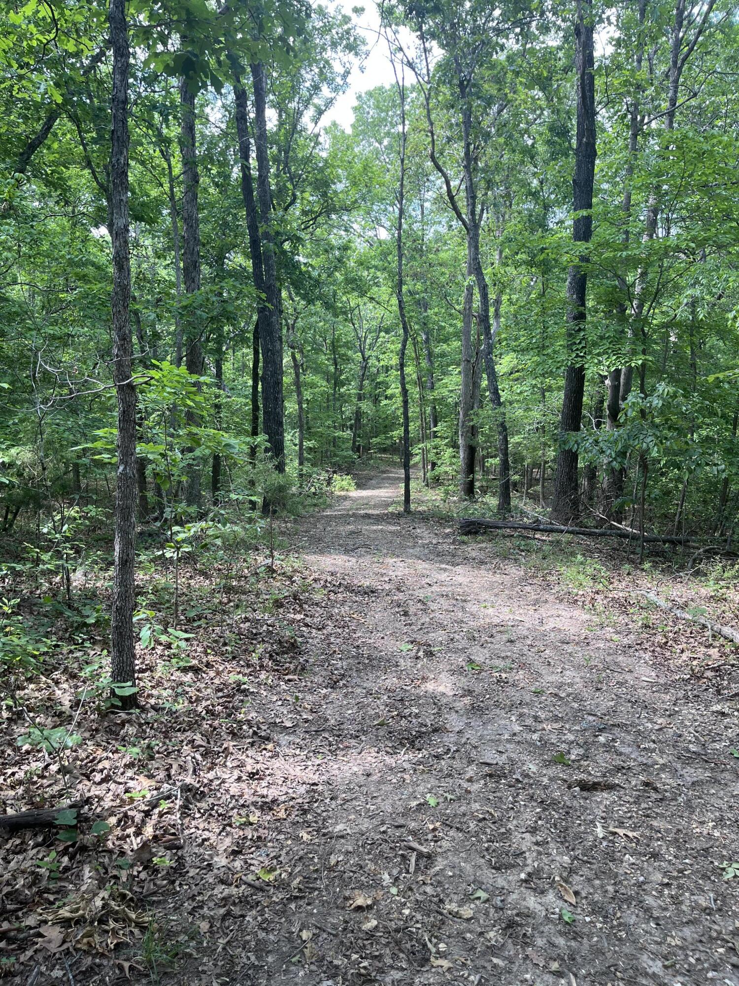 Photo 7 - Land for sale – 000  County Road C-228   Norwood, MO