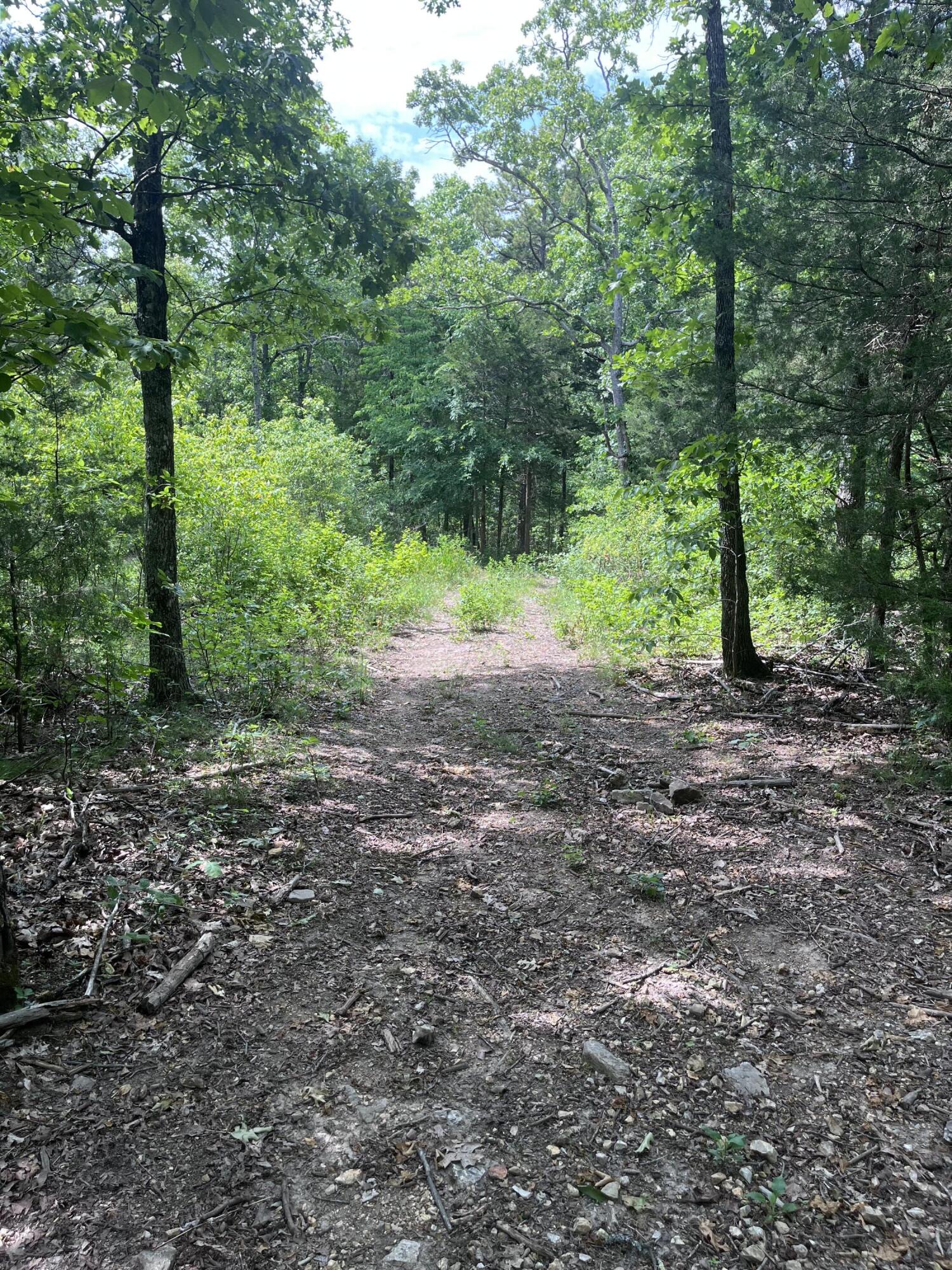 Photo 6 - Land for sale – 000  County Road C-228   Norwood, MO