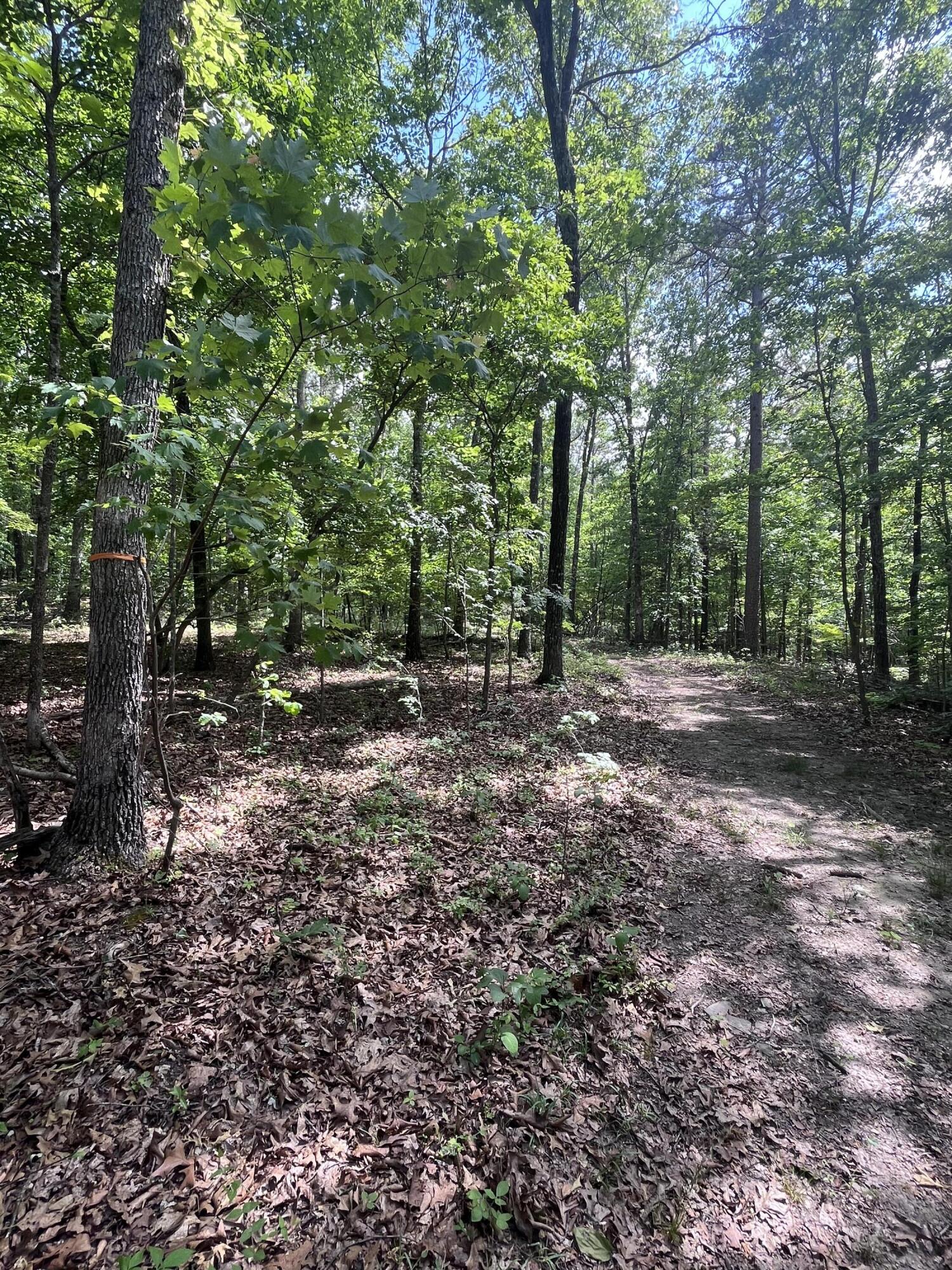 Photo 11 - Land for sale – 000  County Road C-228   Norwood, MO