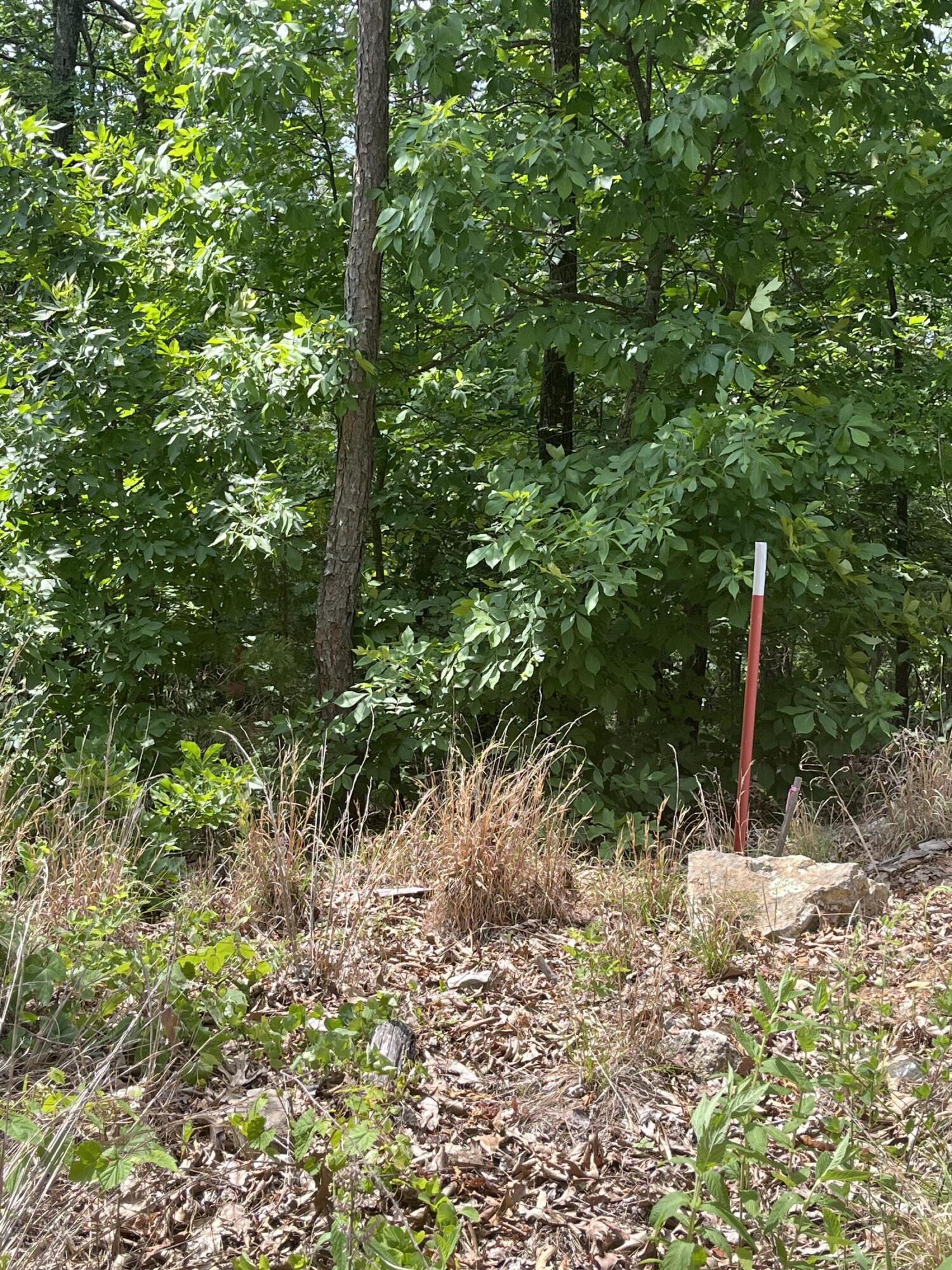Photo 3 - Land for sale – 000  County Road C-228   Norwood, MO