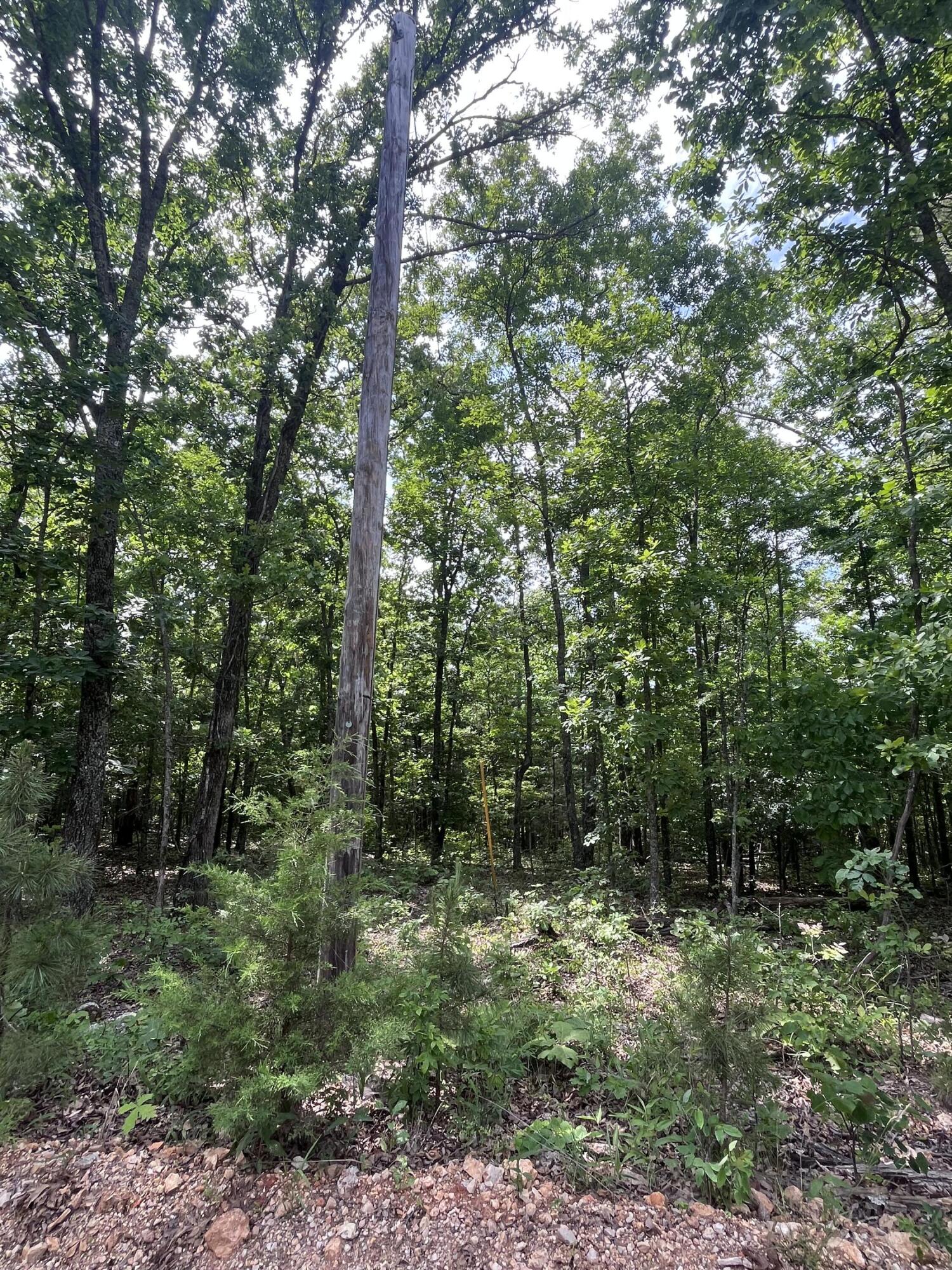 Photo 5 - Land for sale – 000  County Road C-228   Norwood, MO