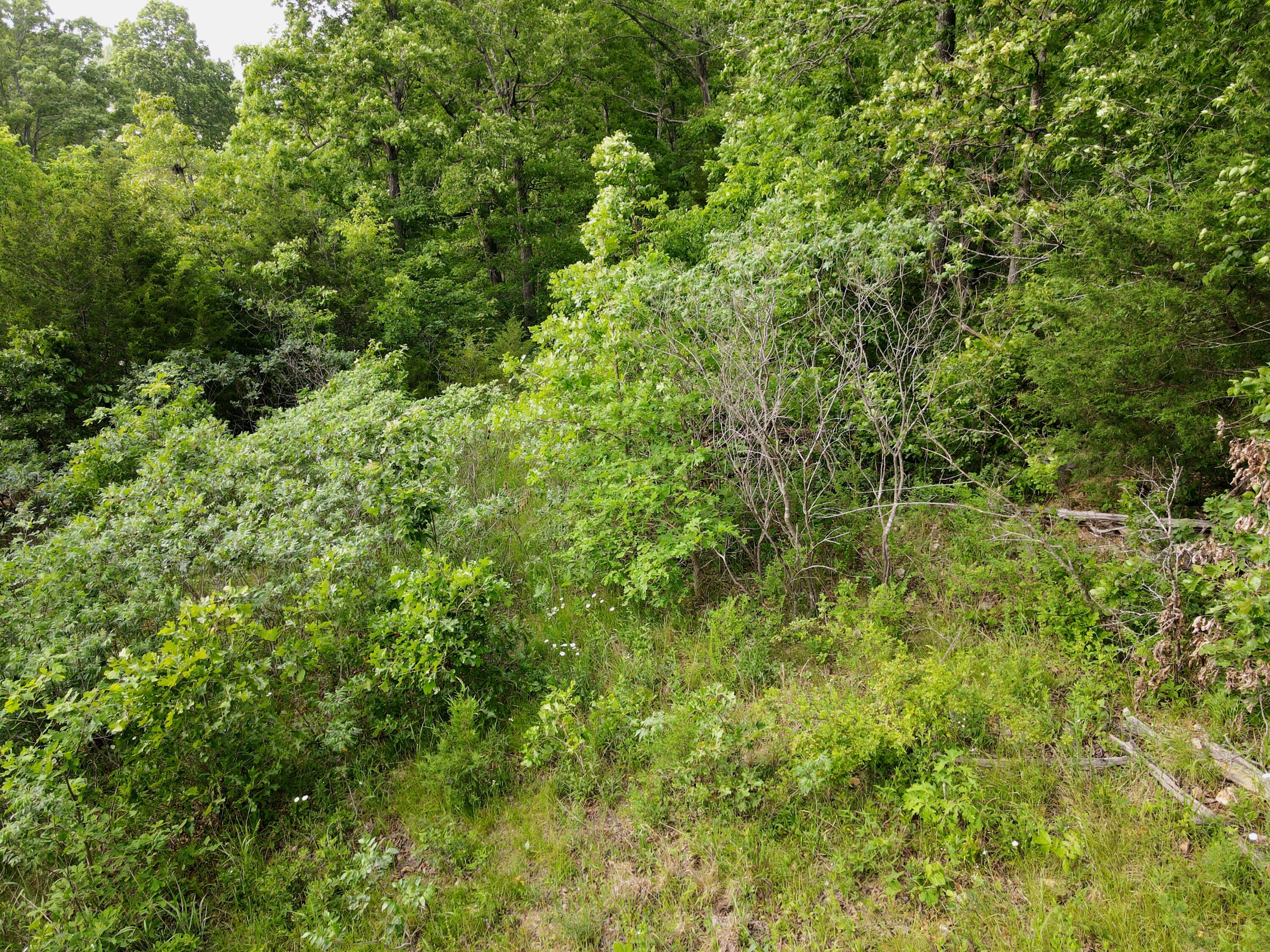 Photo 10 - Land for sale – 000  State Road Ff   Long Lane, MO