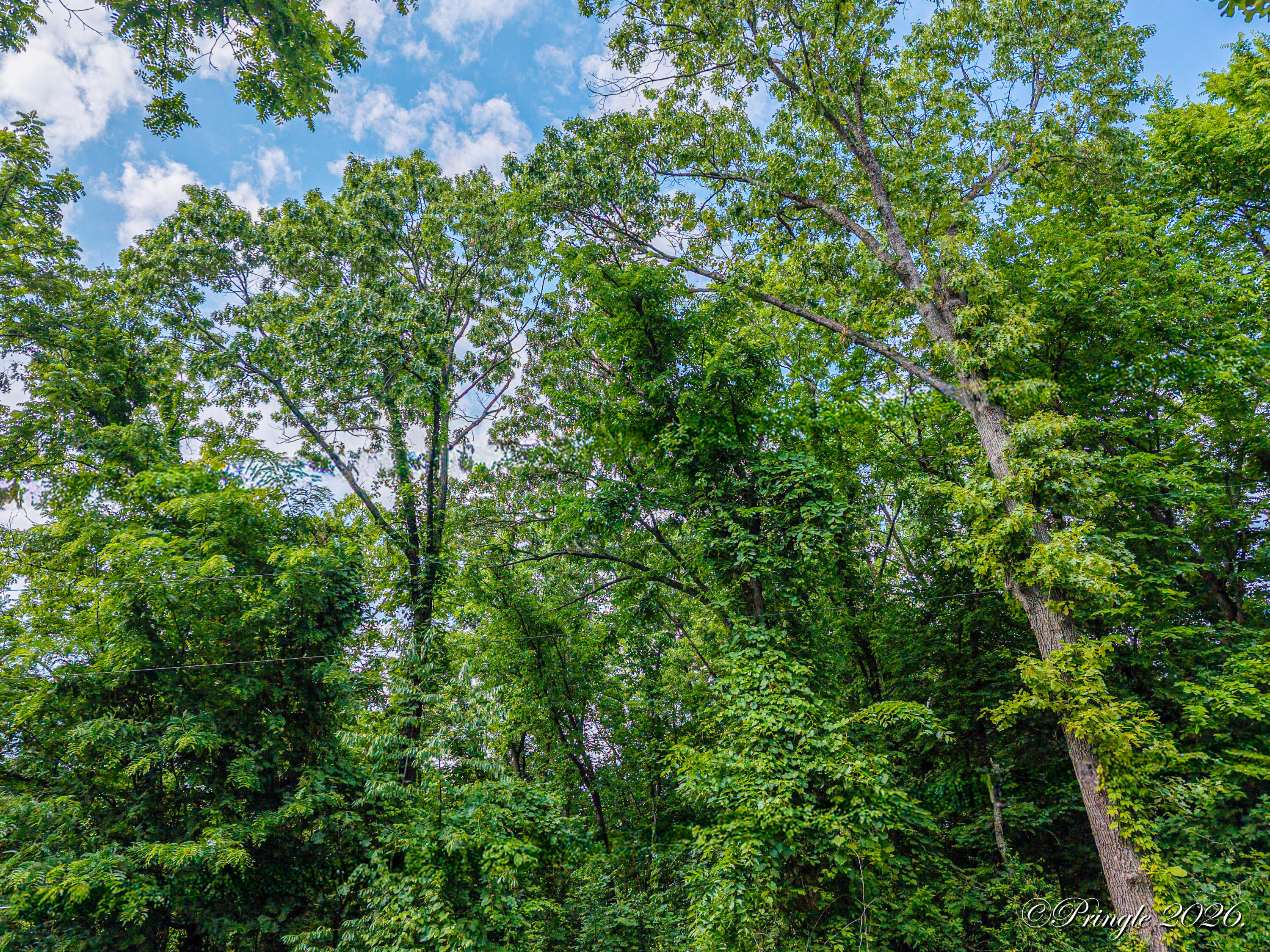 Photo 5 - Land for sale – 511  Woodland Avenue  West Plains, MO
