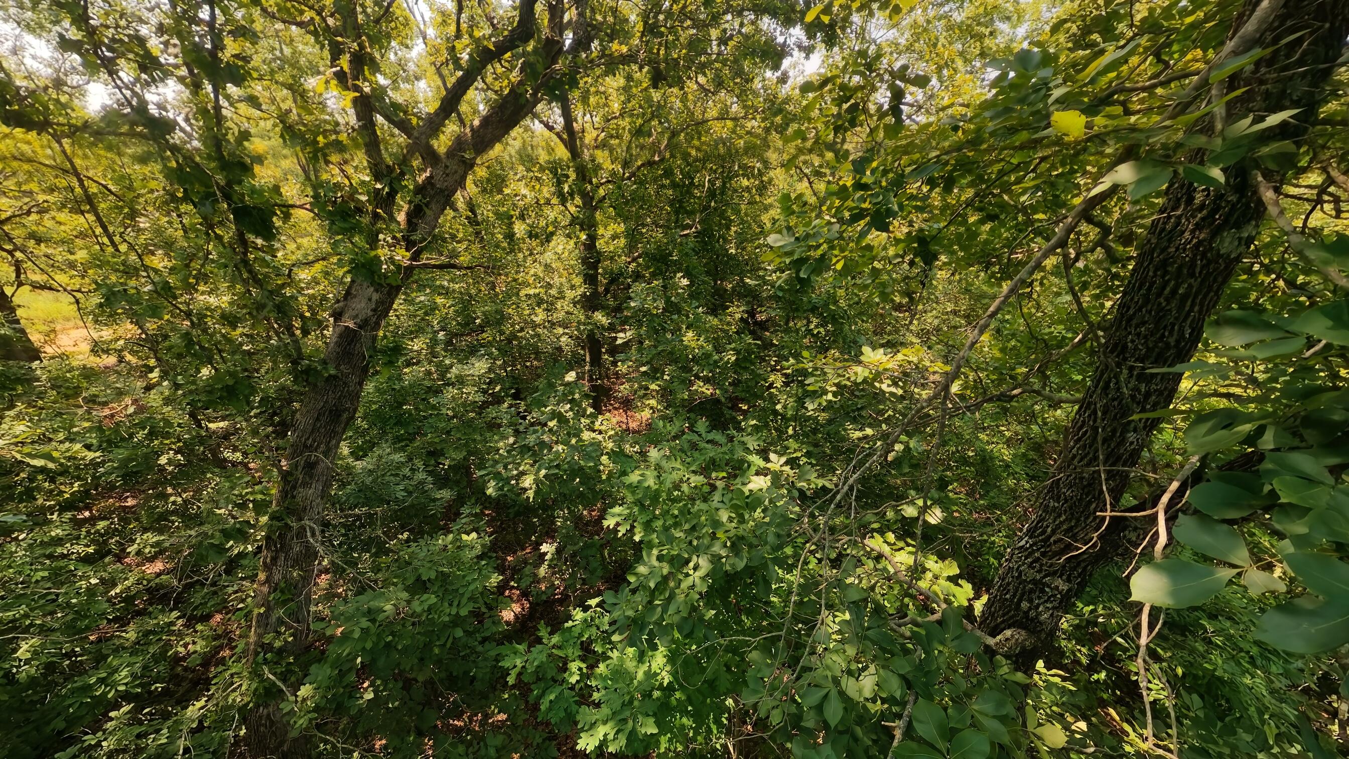 Photo 7 - Land for sale – 000  Z Highway  Koshkonong, MO