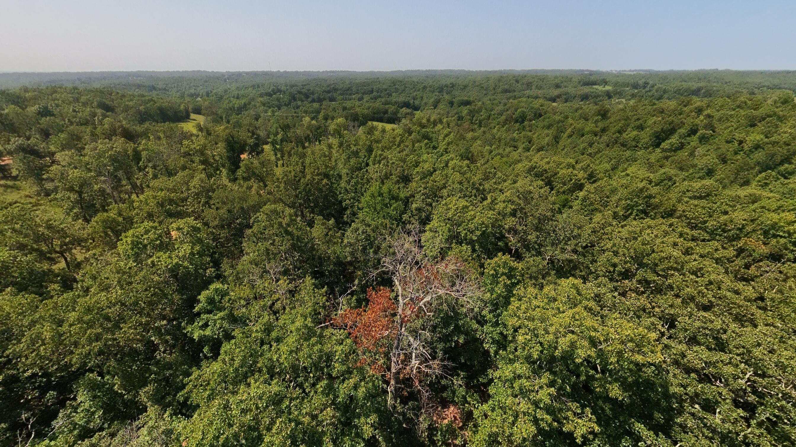 Photo 5 - Land for sale – 000  Z Highway  Koshkonong, MO