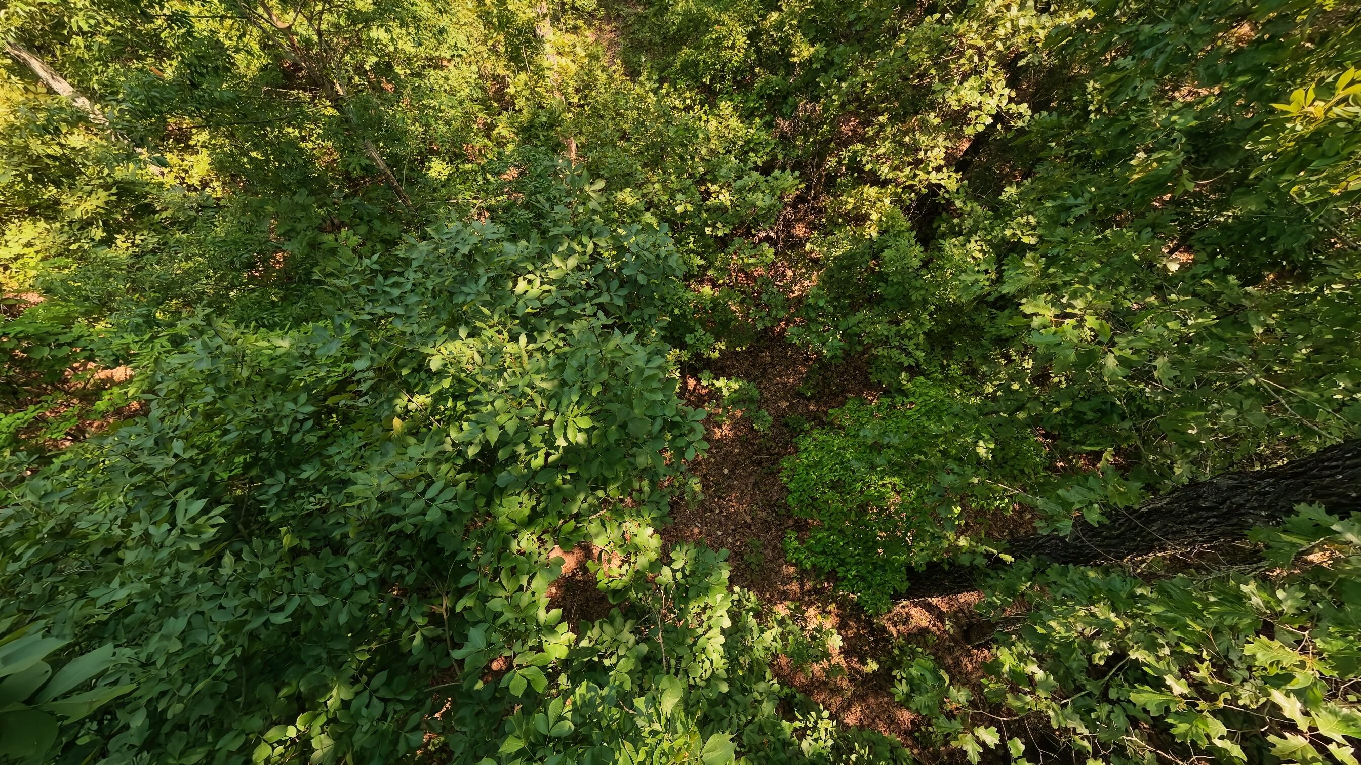 Photo 8 - Land for sale – 000  Z Highway  Koshkonong, MO