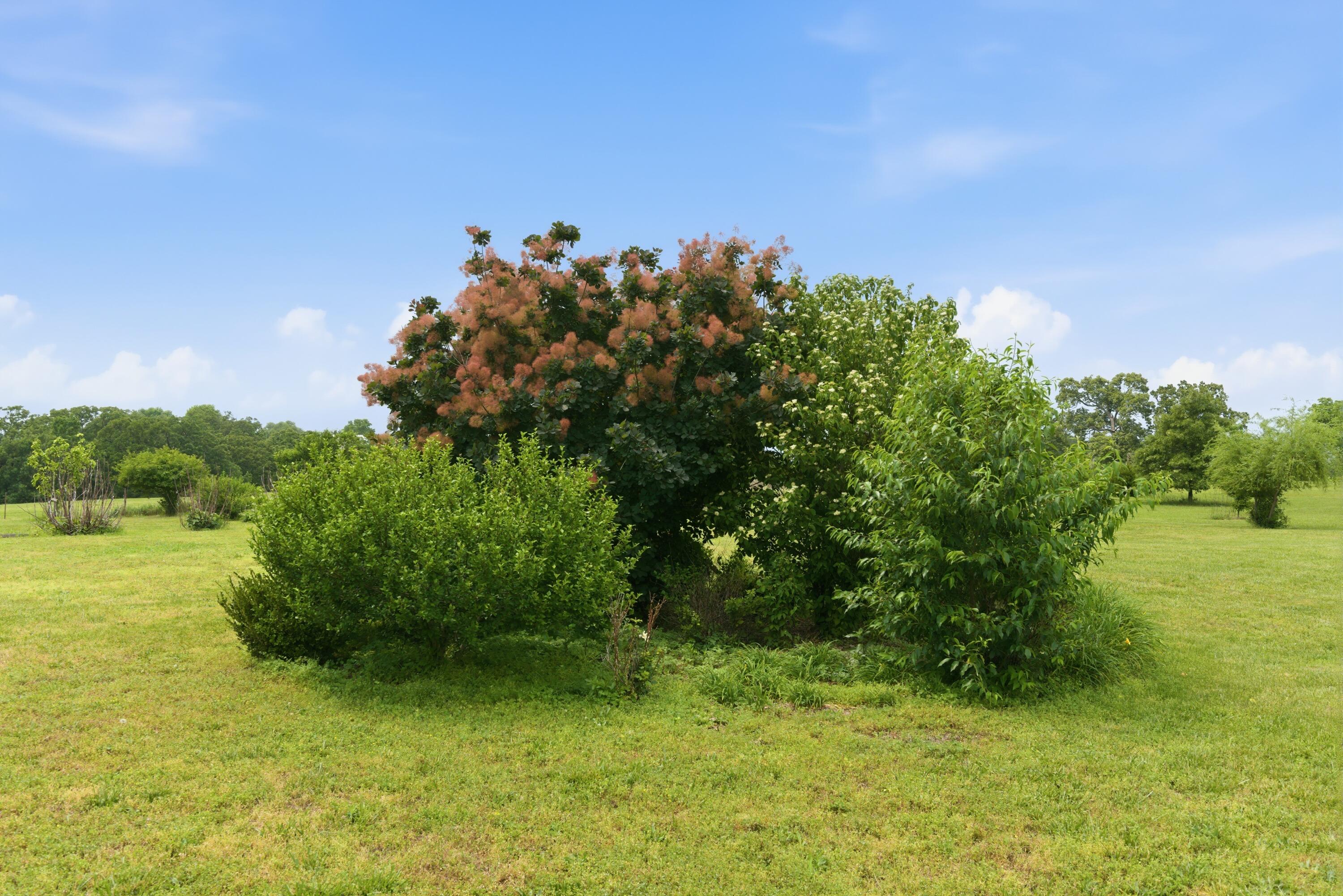 Photo 9 - Land for sale – 000  1475 Rd   Stockton, MO
