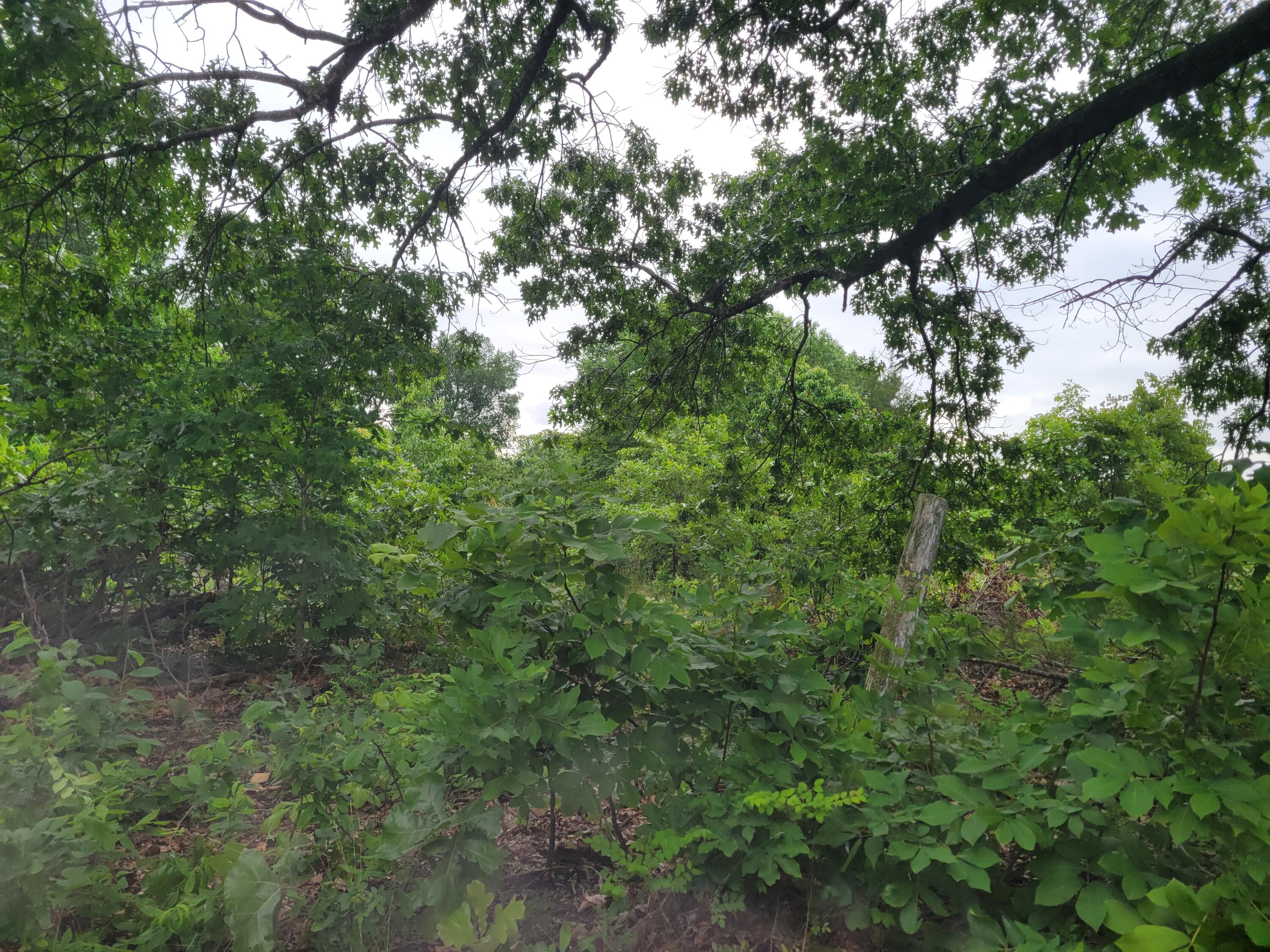 Photo 6 - Land for sale – Tbd  N-325   Ava, MO