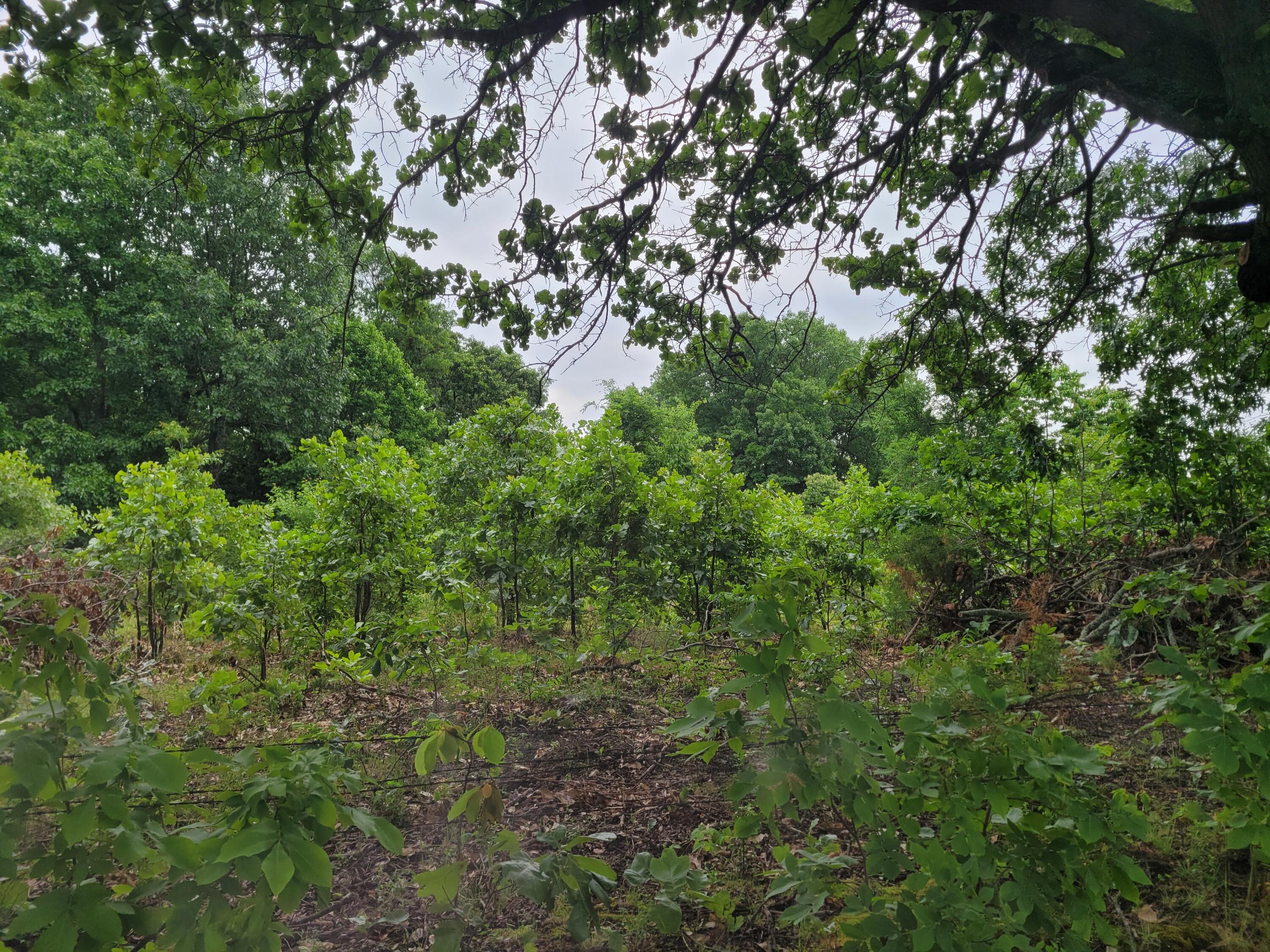 Photo 5 - Land for sale – Tbd  N-325   Ava, MO