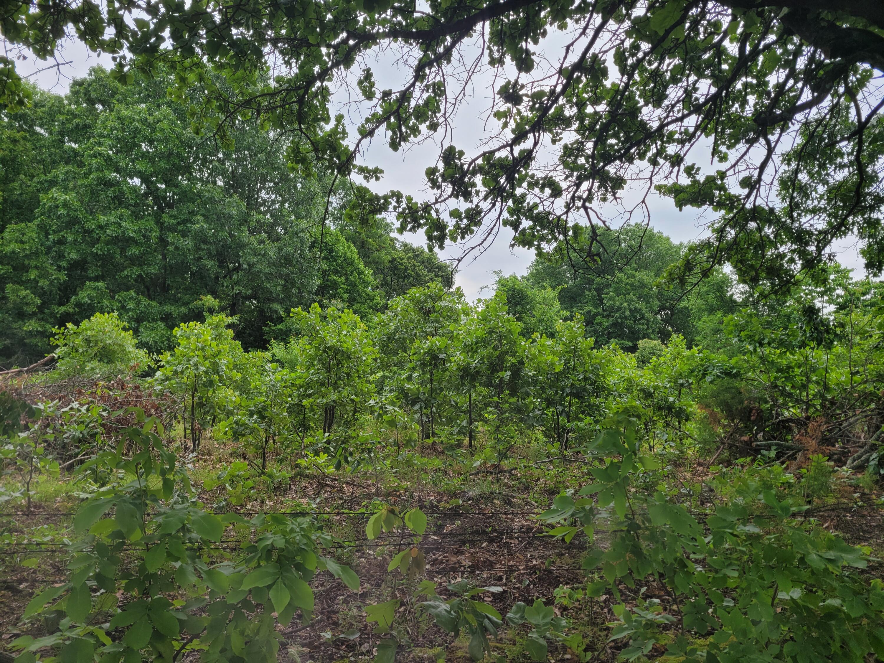 Photo 3 - Land for sale – Tbd  N-325   Ava, MO