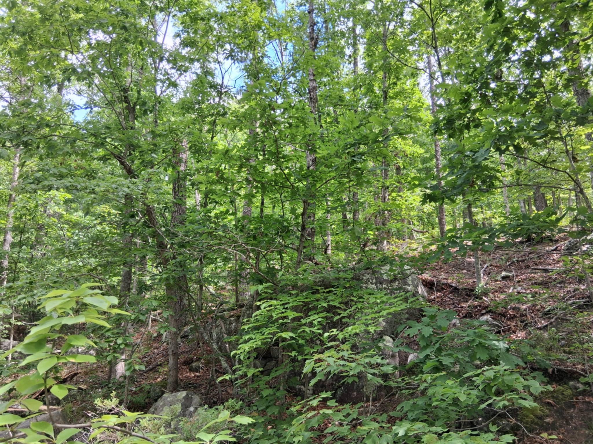 Photo 8 - Land for sale – Tbd  Golden Drive  Raymondville, MO