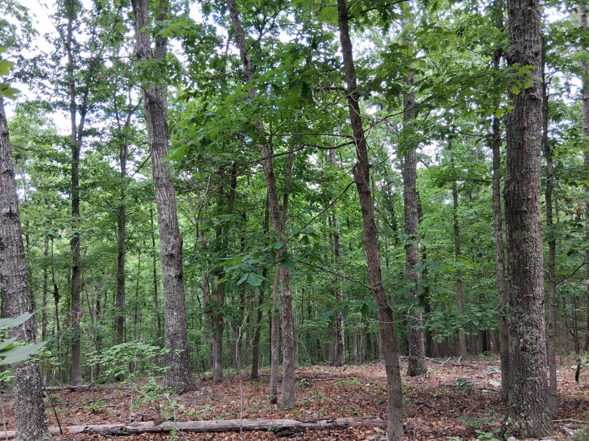 Photo 21 - Land for sale – Tbd  Golden Drive  Raymondville, MO