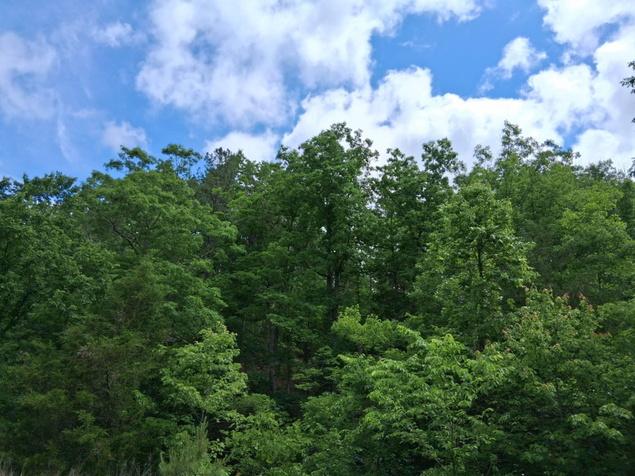 Photo 12 - Land for sale – Tbd  Golden Drive  Raymondville, MO