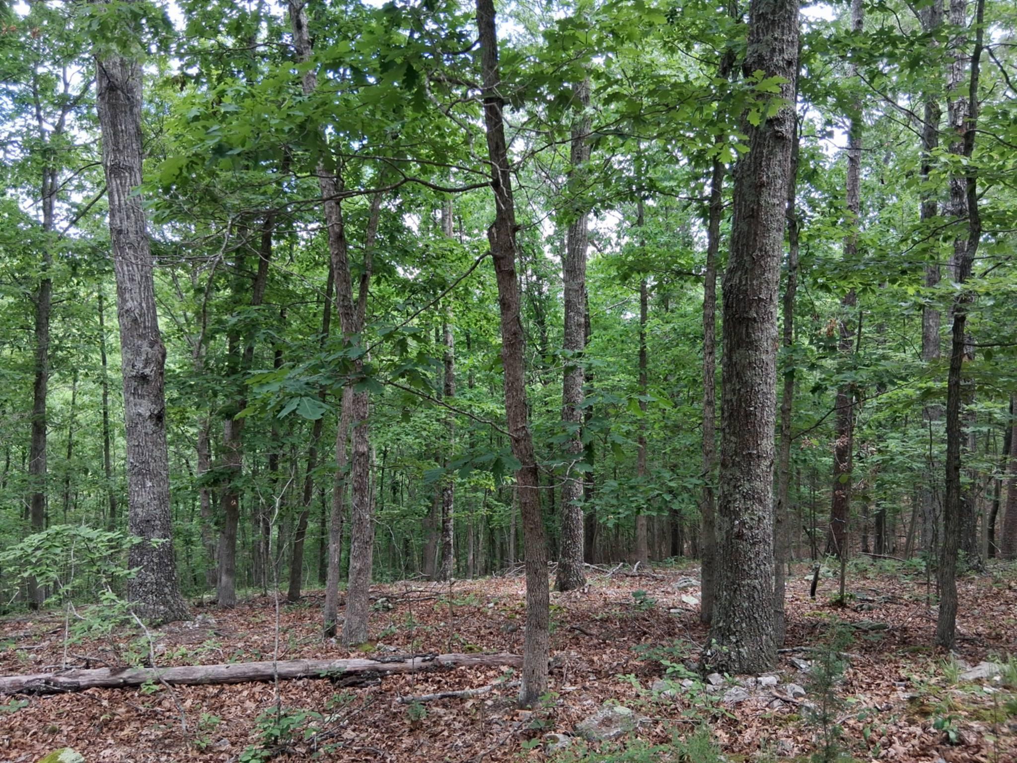 Photo 23 - Land for sale – Tbd  Golden Drive  Raymondville, MO