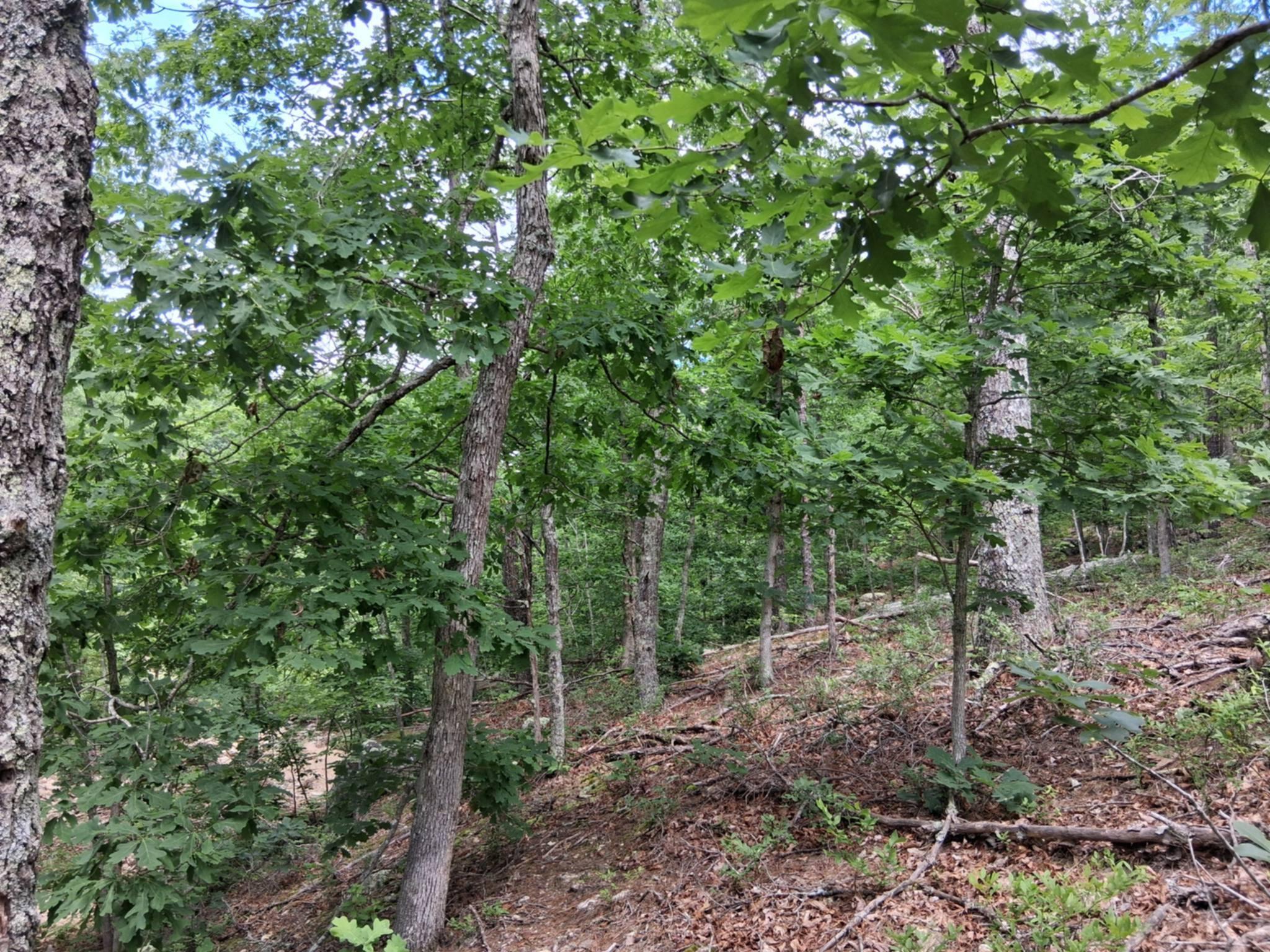 Photo 2 - Land for sale – Tbd  Golden Drive  Raymondville, MO