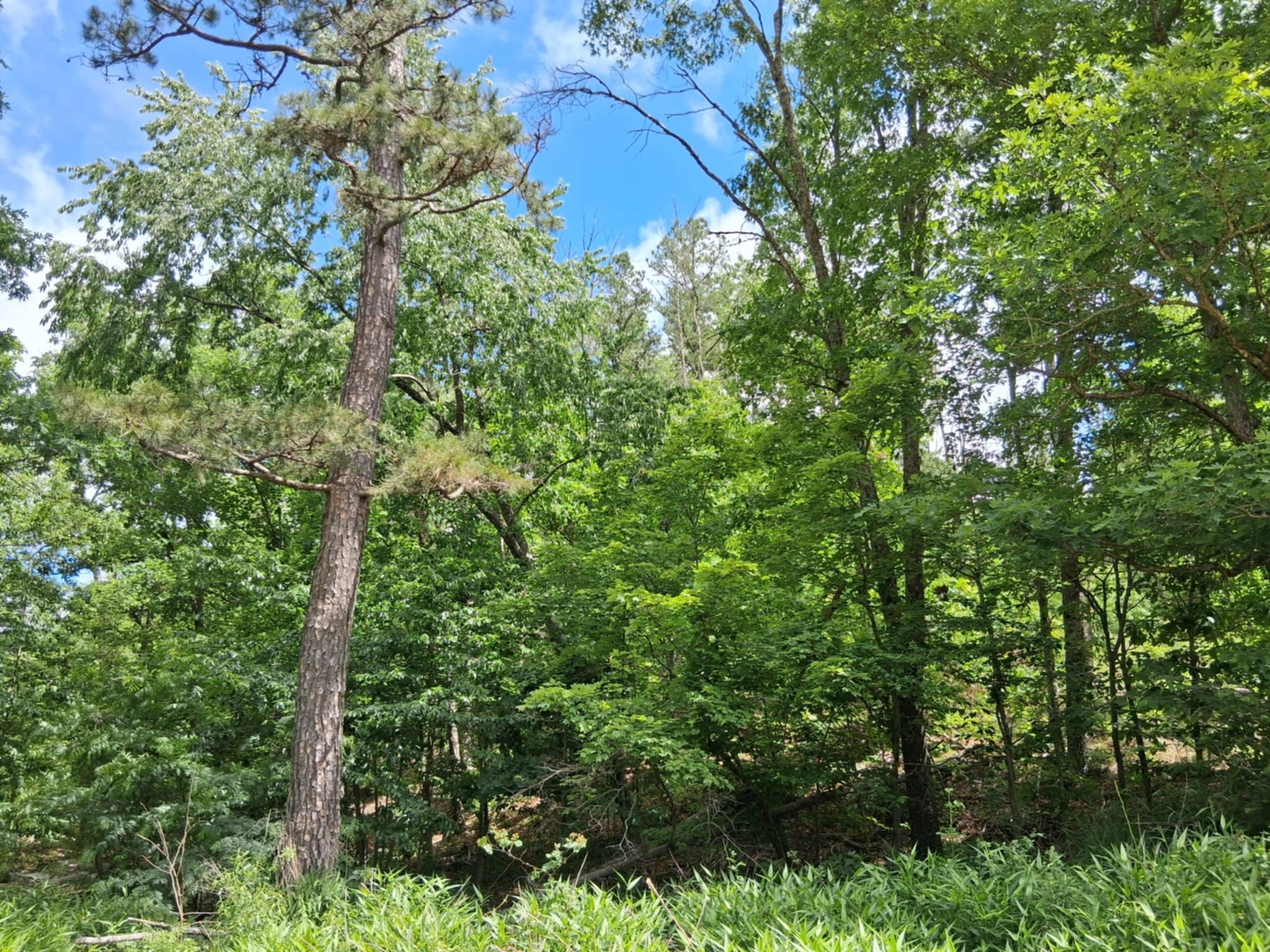Photo 13 - Land for sale – Tbd  Golden Drive  Raymondville, MO