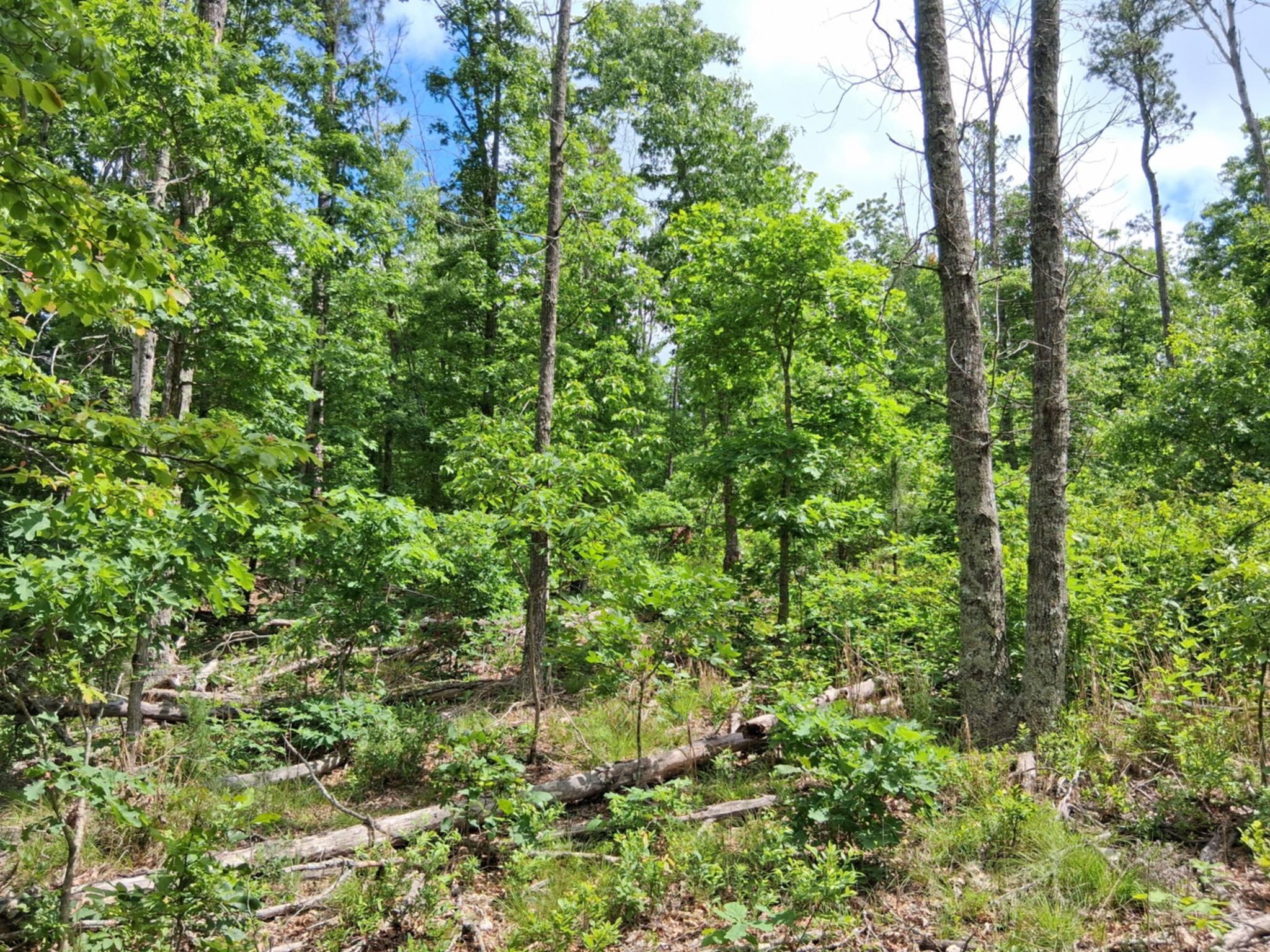 Photo 5 - Land for sale – Tbd  Golden Drive  Raymondville, MO