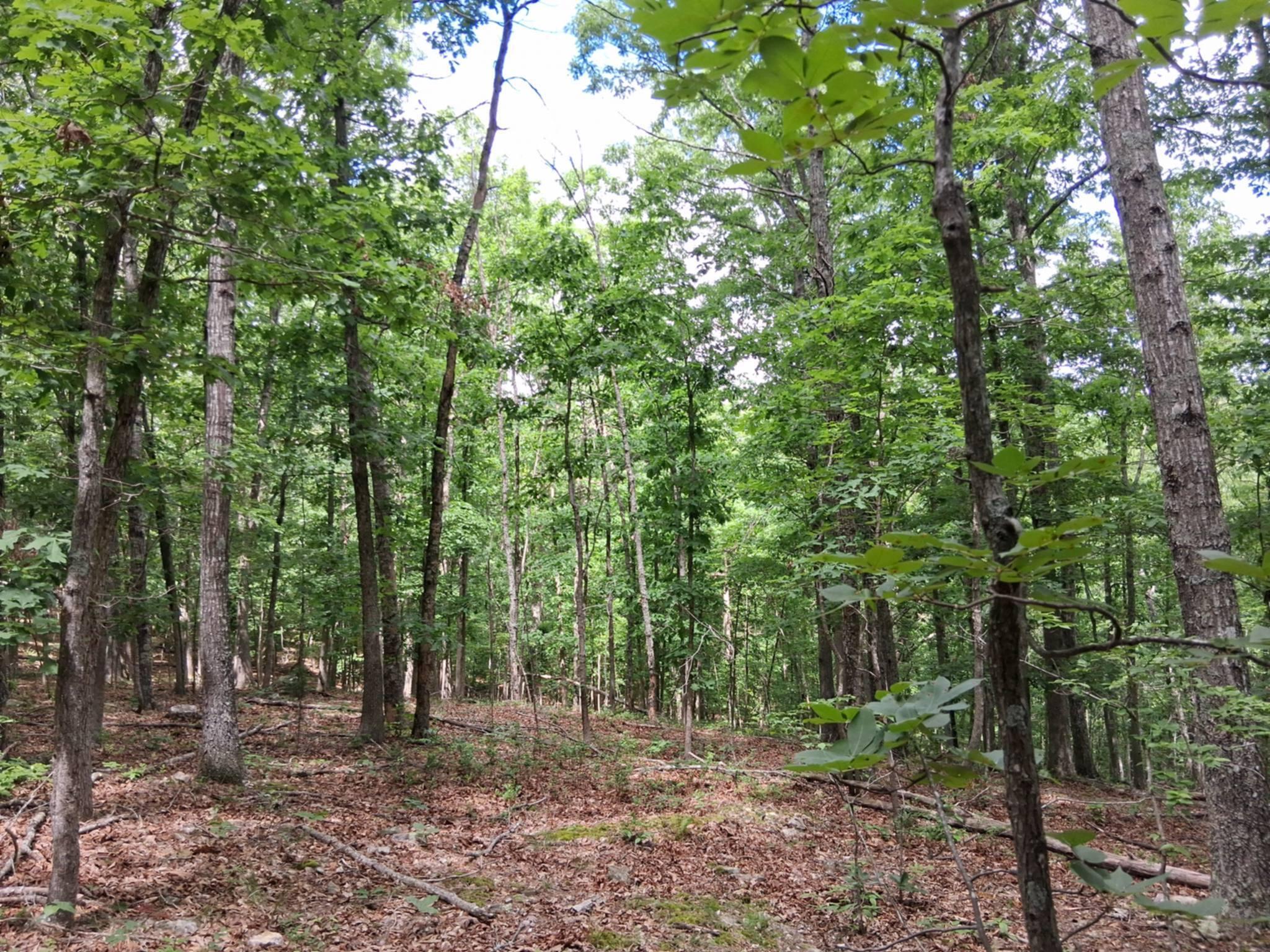 Photo 20 - Land for sale – Tbd  Golden Drive  Raymondville, MO