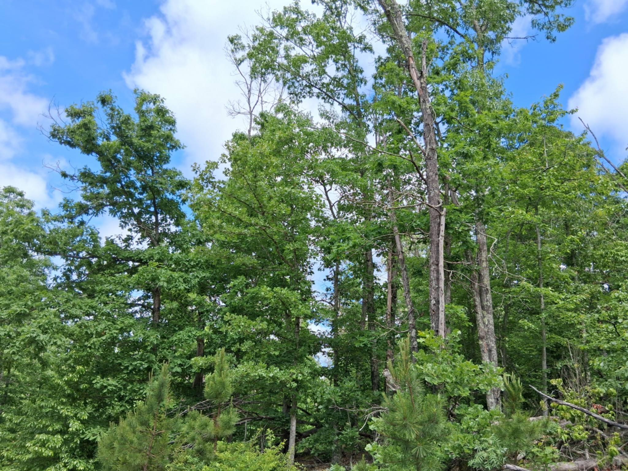 Photo 16 - Land for sale – Tbd  Golden Drive  Raymondville, MO