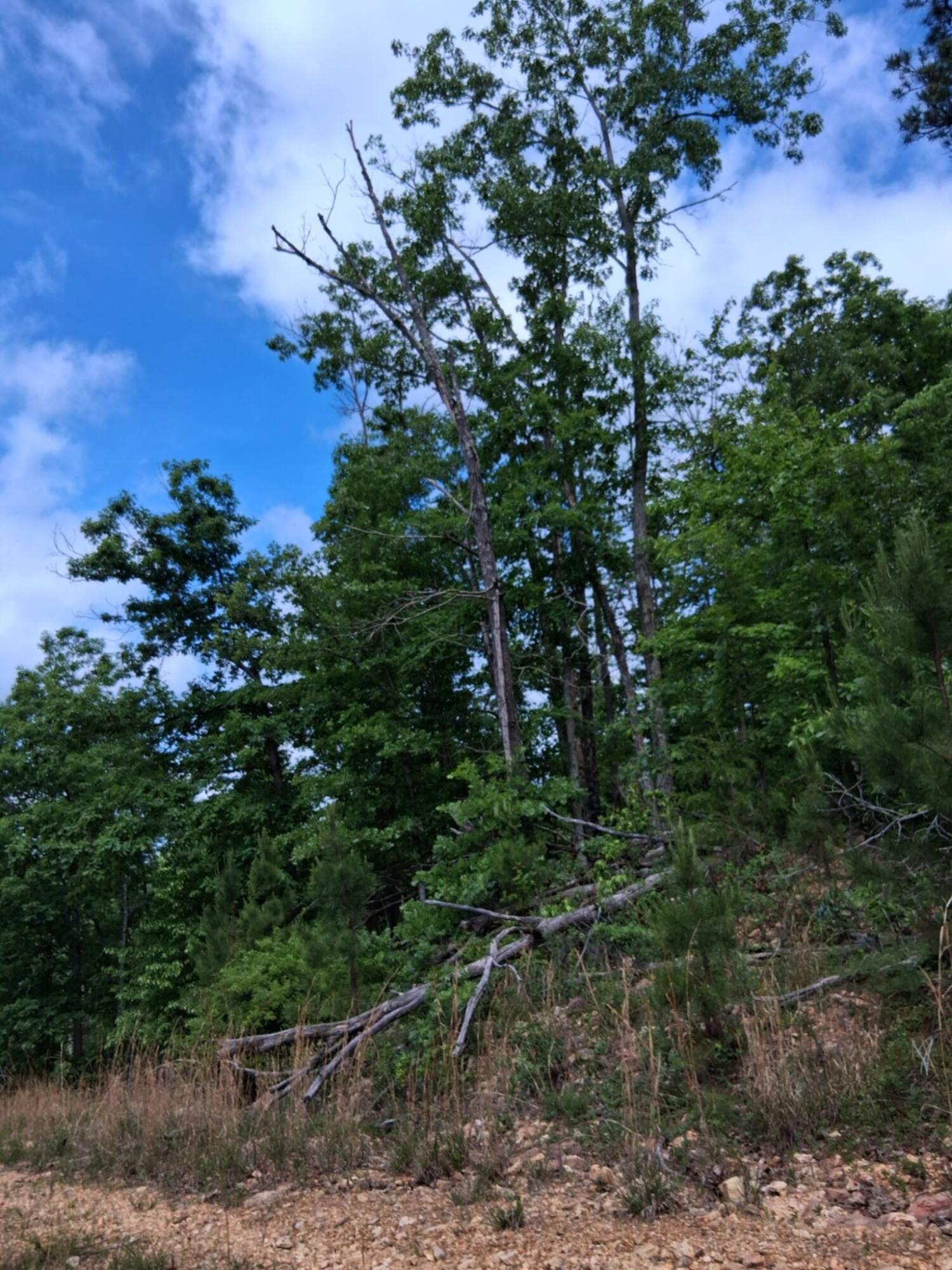 Photo 17 - Land for sale – Tbd  Golden Drive  Raymondville, MO