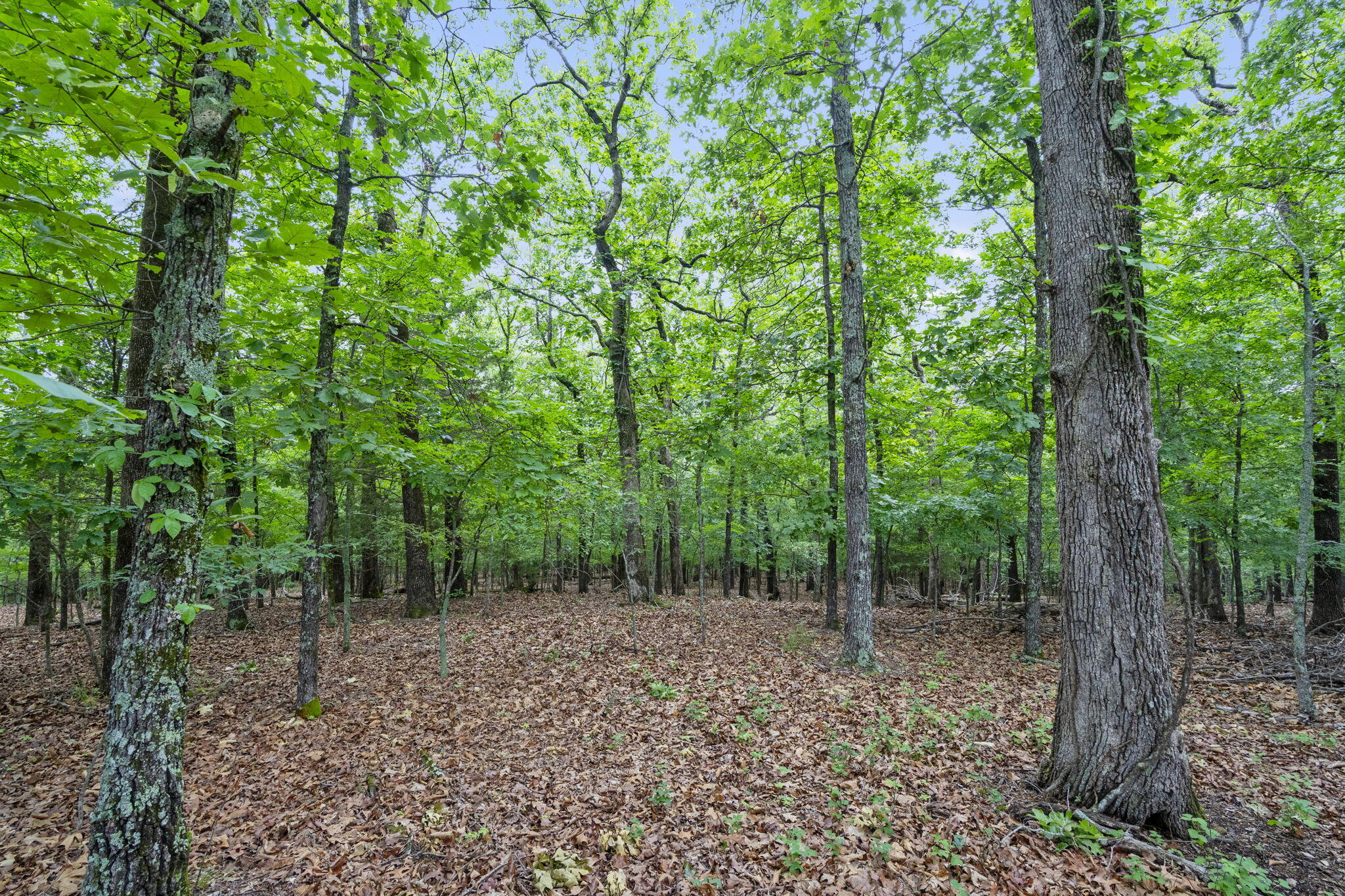 Photo 10 - Land for sale – Lot 5  Whispering Hill Drive  Blue Eye, MO