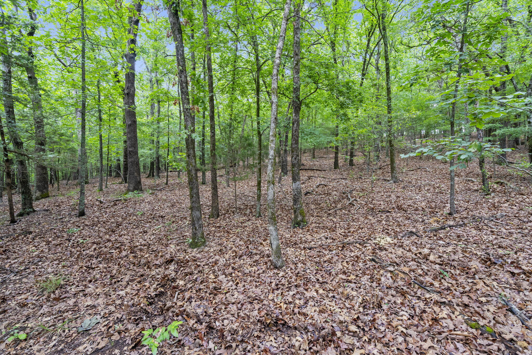 Photo 12 - Land for sale – Lot 5  Whispering Hill Drive  Blue Eye, MO