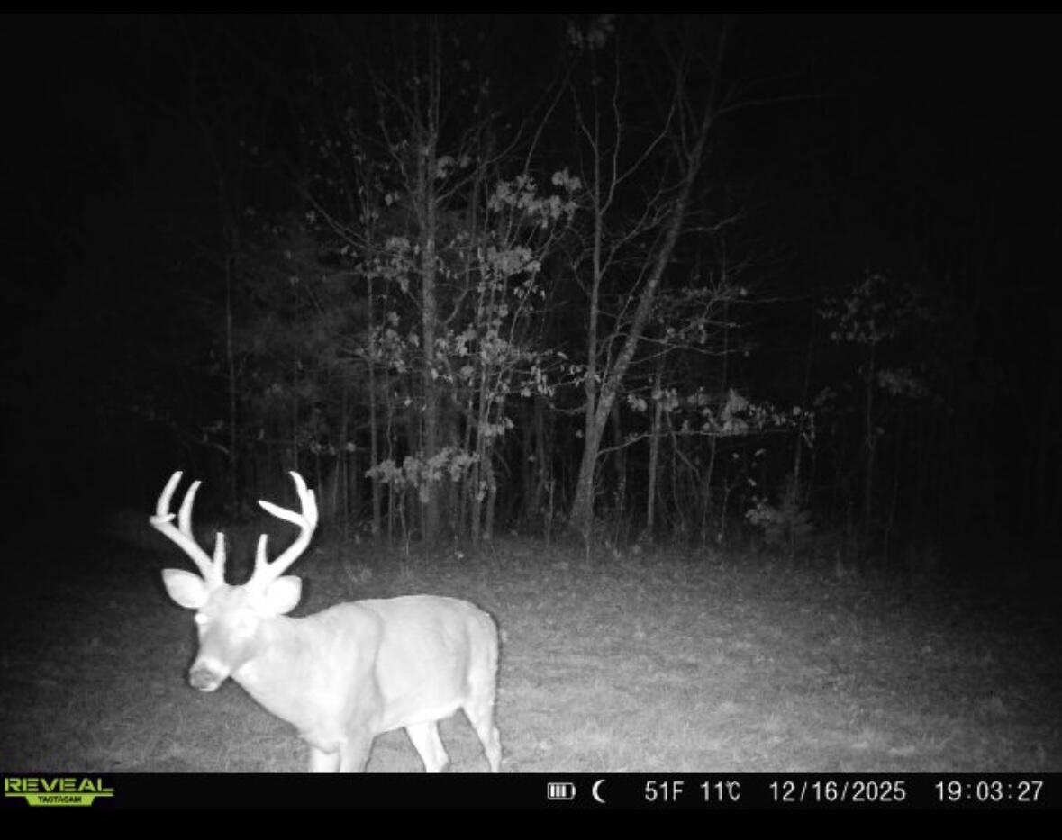 Photo 3 - Land for sale – 001  State Hwy O   Highlandville, MO