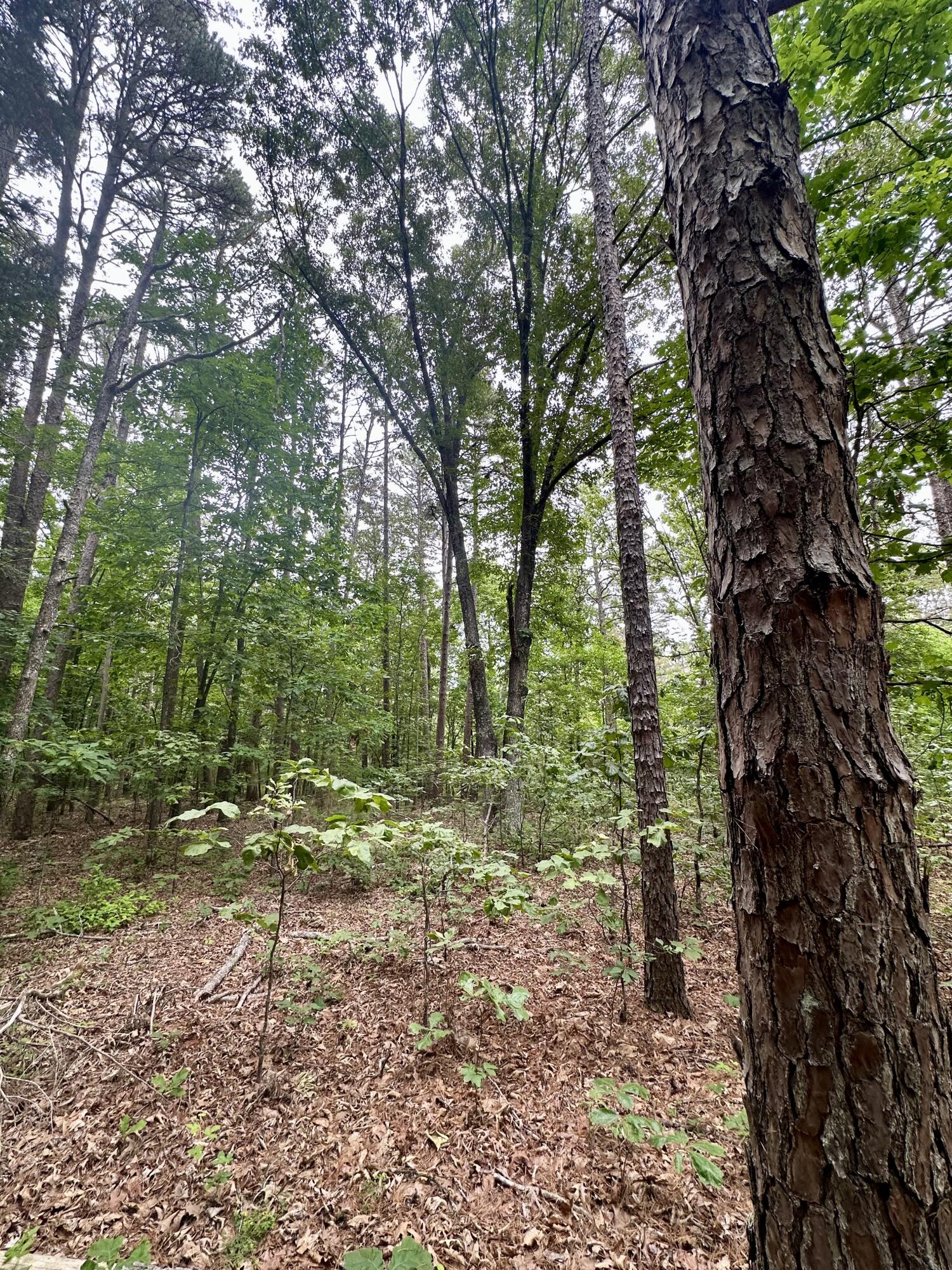 Photo 20 - Land for sale – 000  Carter 242   Grandin, MO
