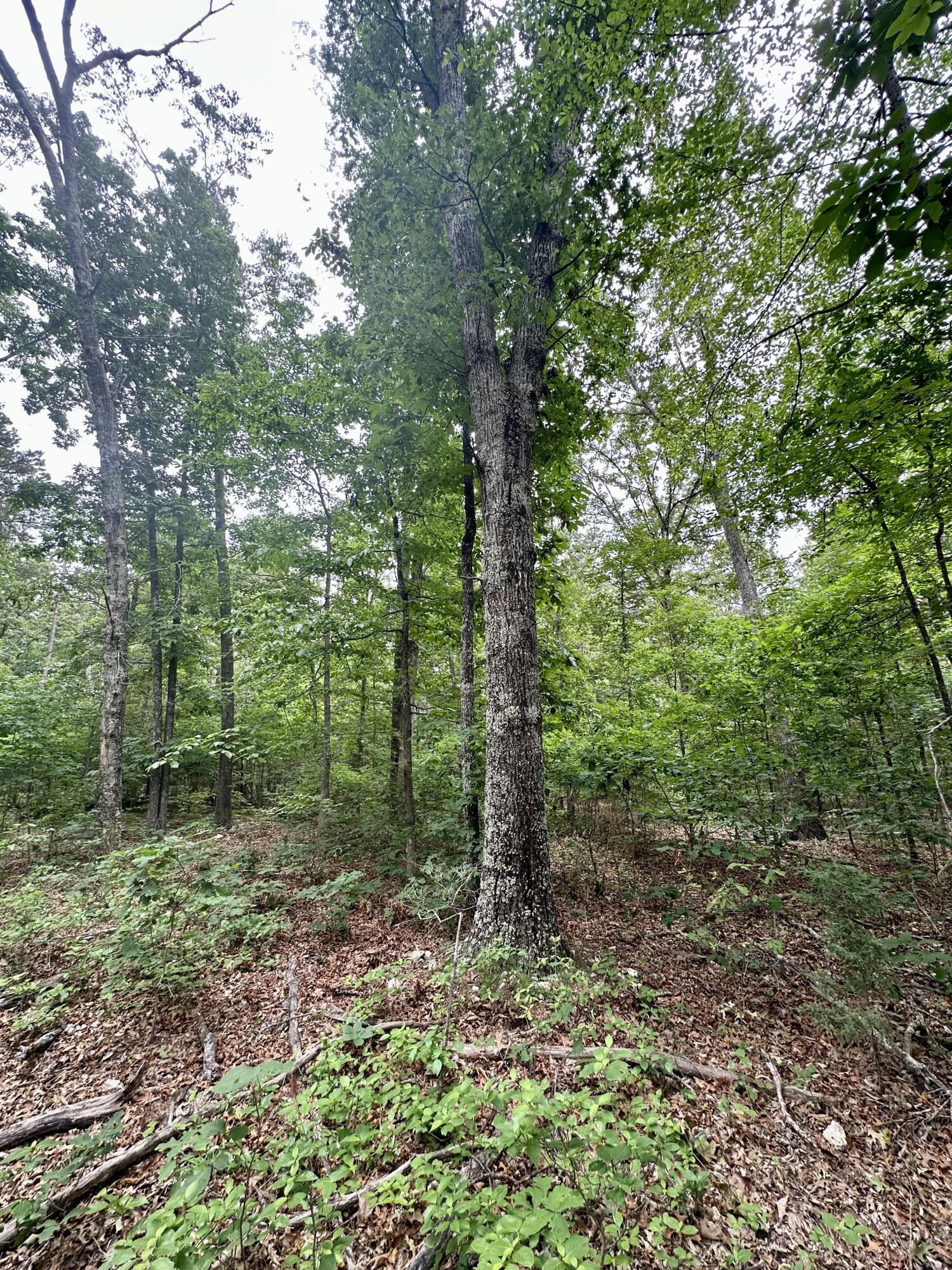 Photo 18 - Land for sale – 000  Carter 242   Grandin, MO