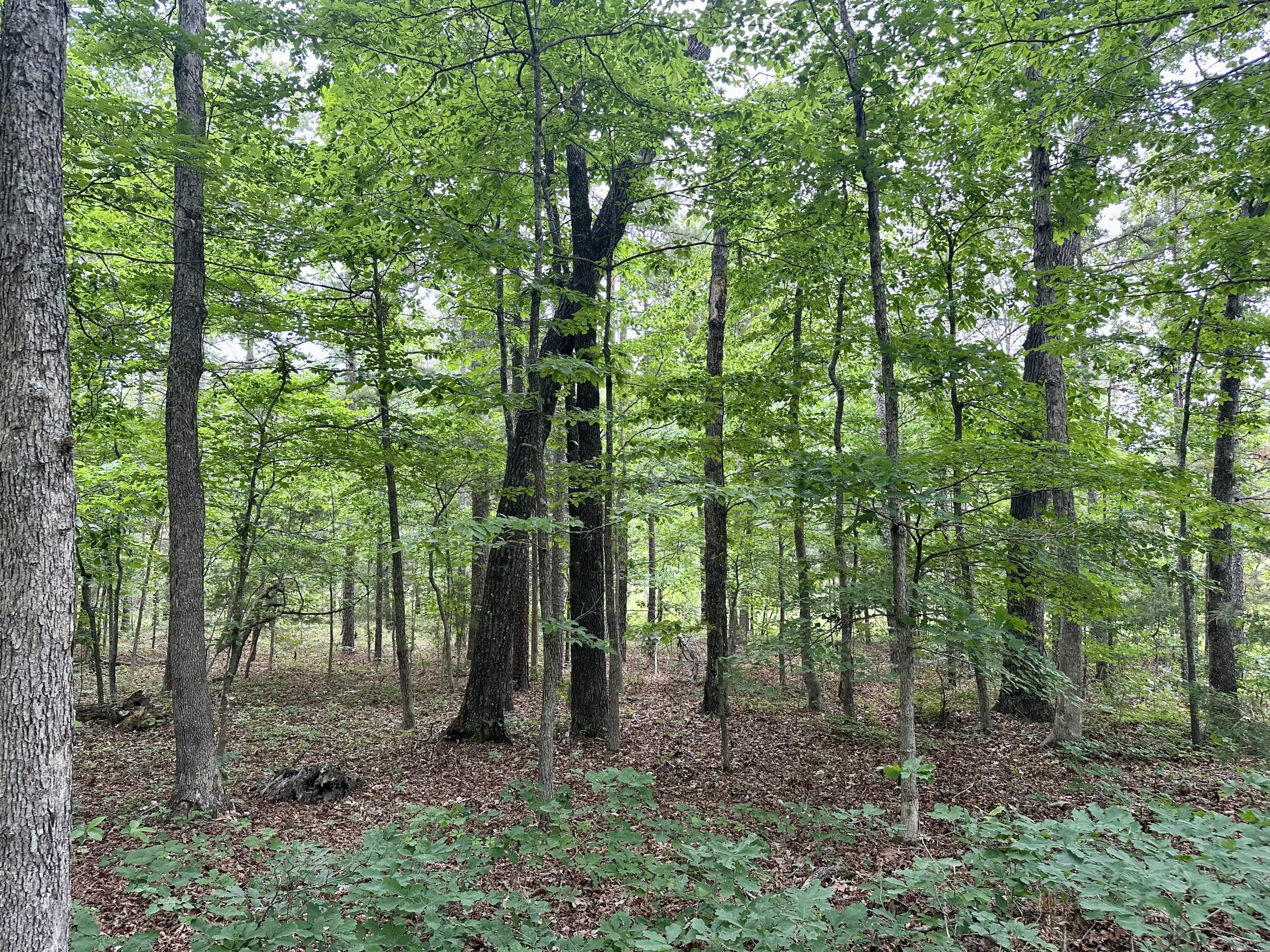 Photo 15 - Land for sale – 000  Carter 242   Grandin, MO