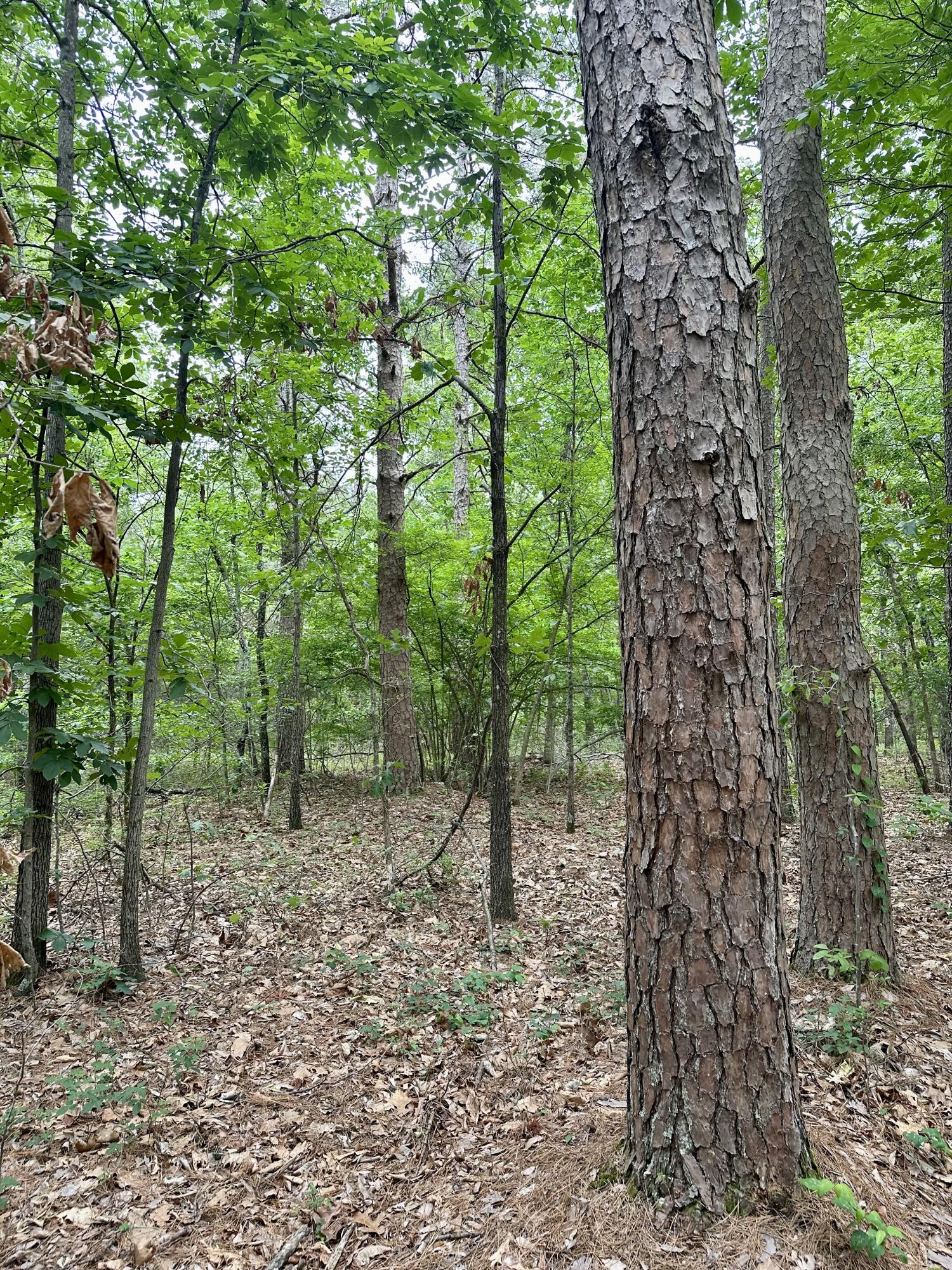 Photo 13 - Land for sale – 000  Carter 242   Grandin, MO