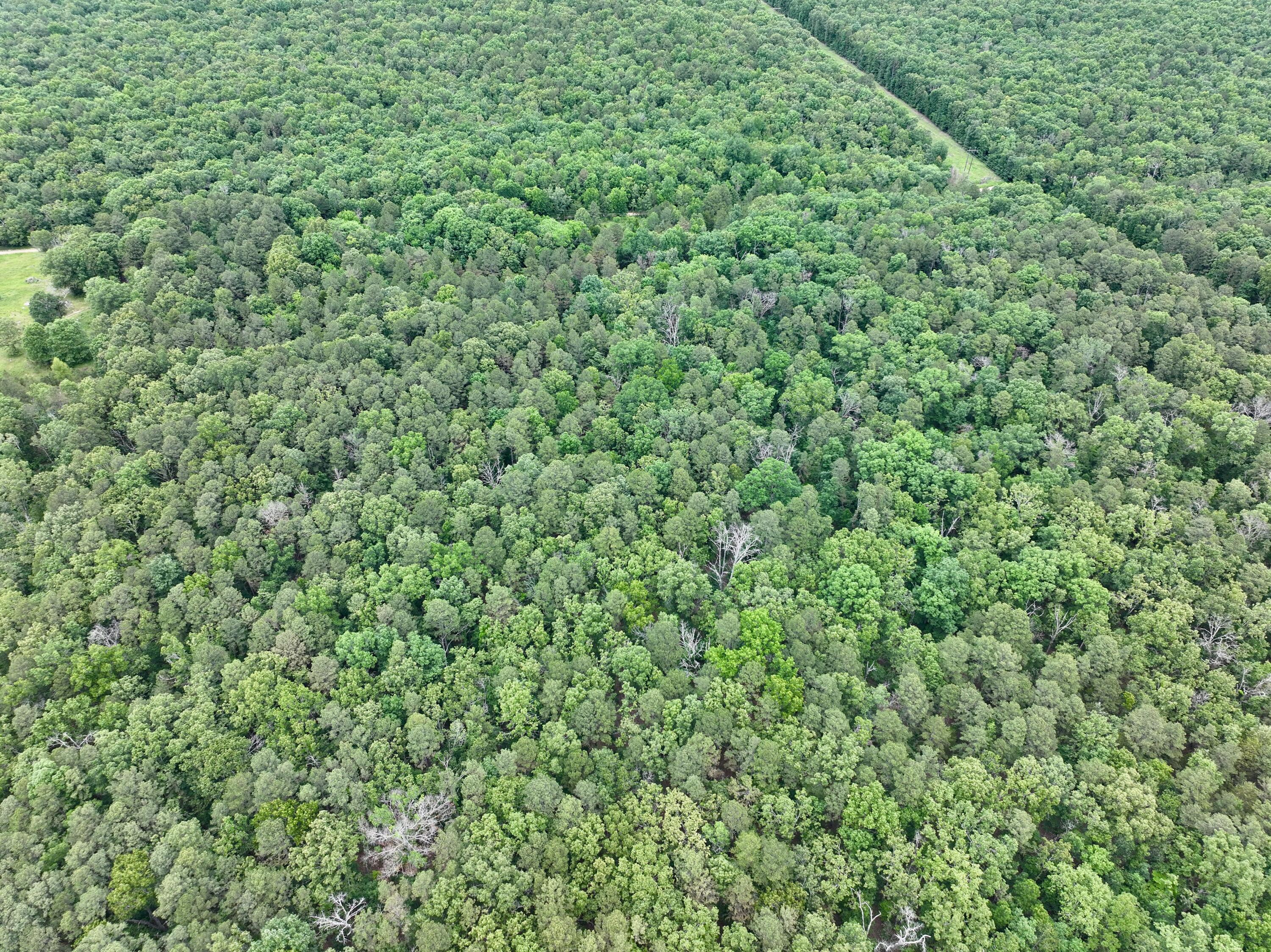 Photo 21 - Land for sale – 000  Carter 242   Grandin, MO