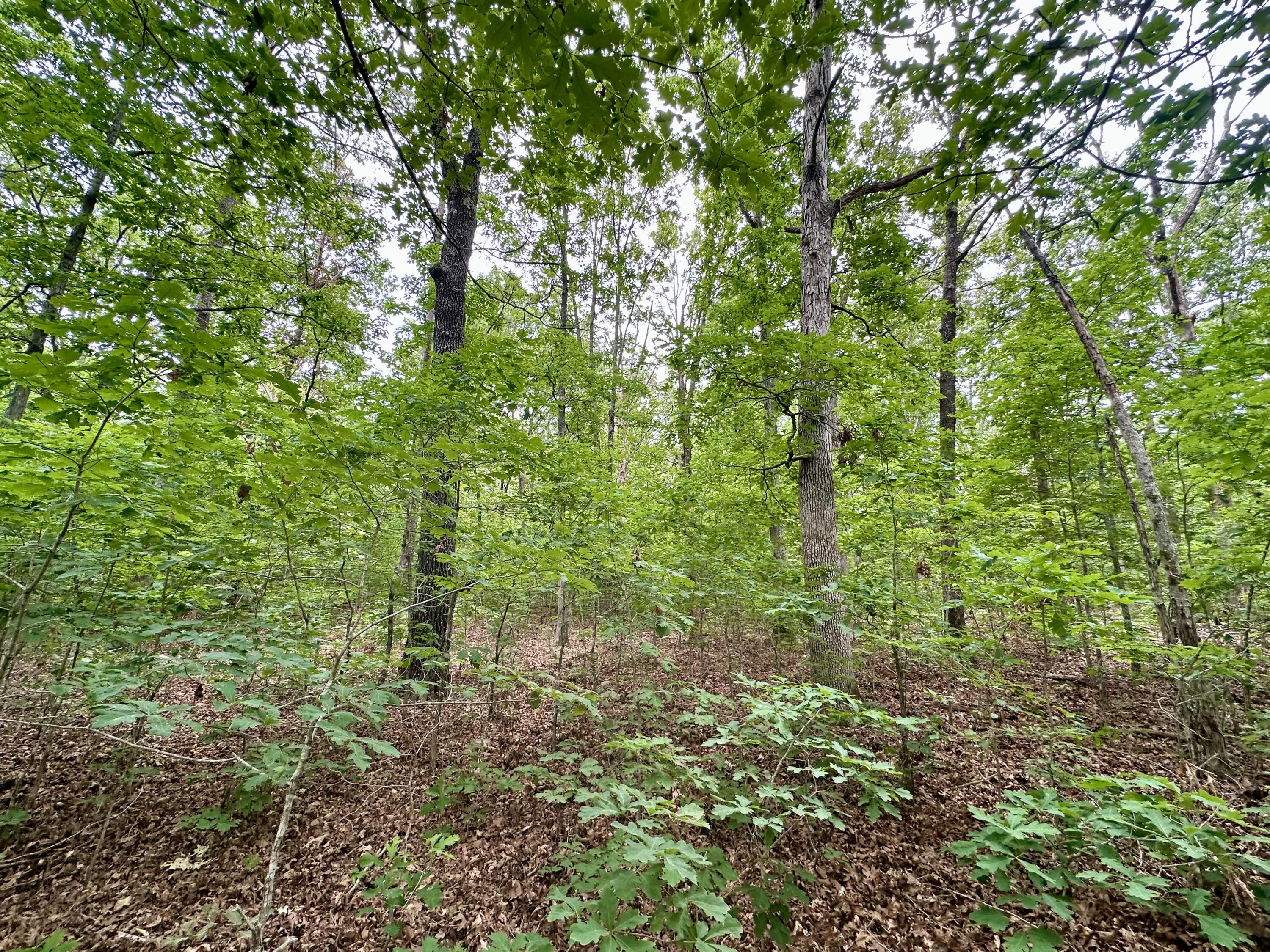 Photo 27 - Land for sale – 000  Carter 242   Grandin, MO